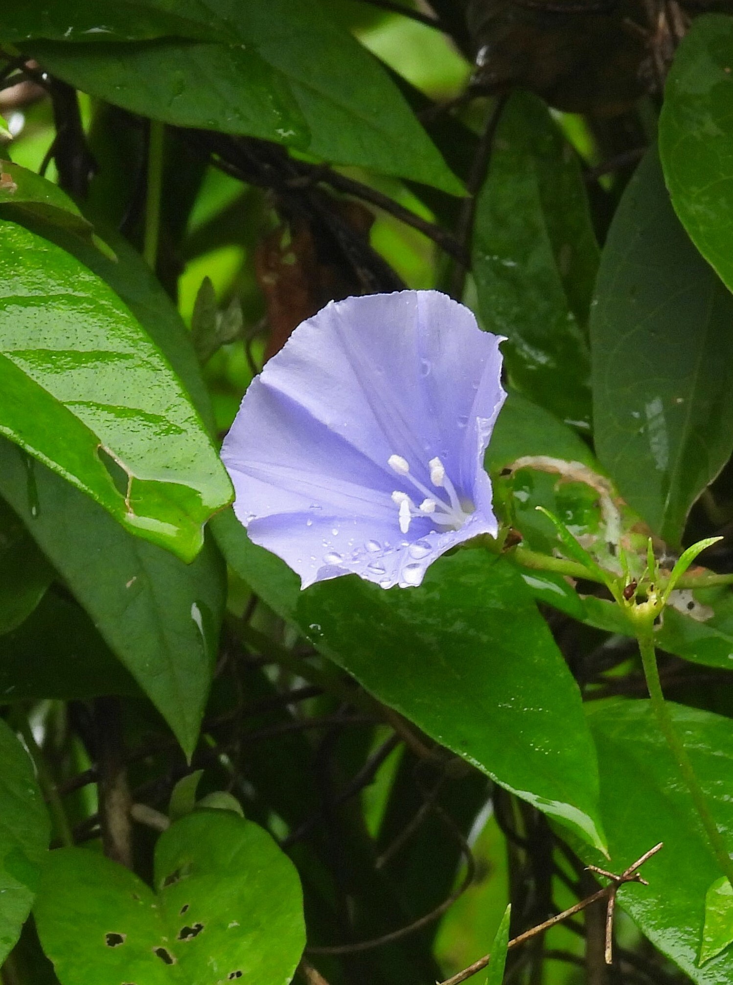 Jacquemontia blanchetii