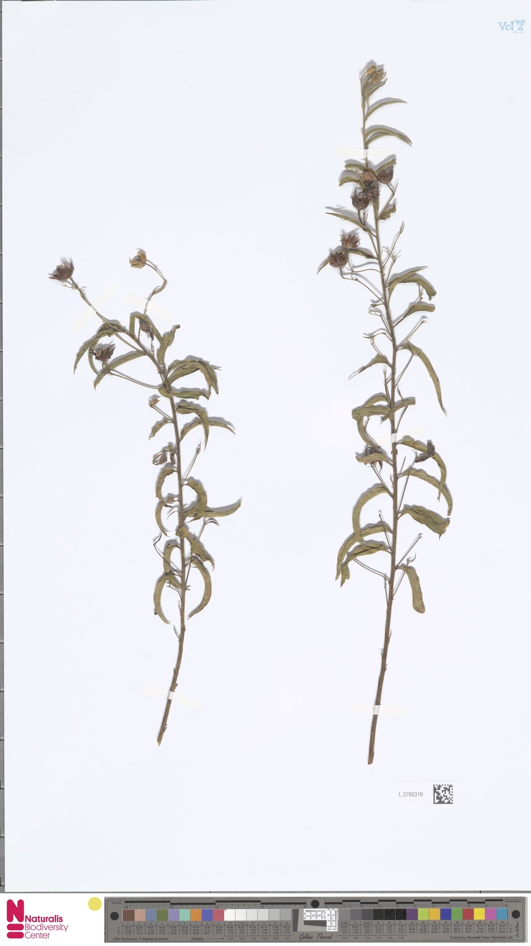 Jacquemontia browniana