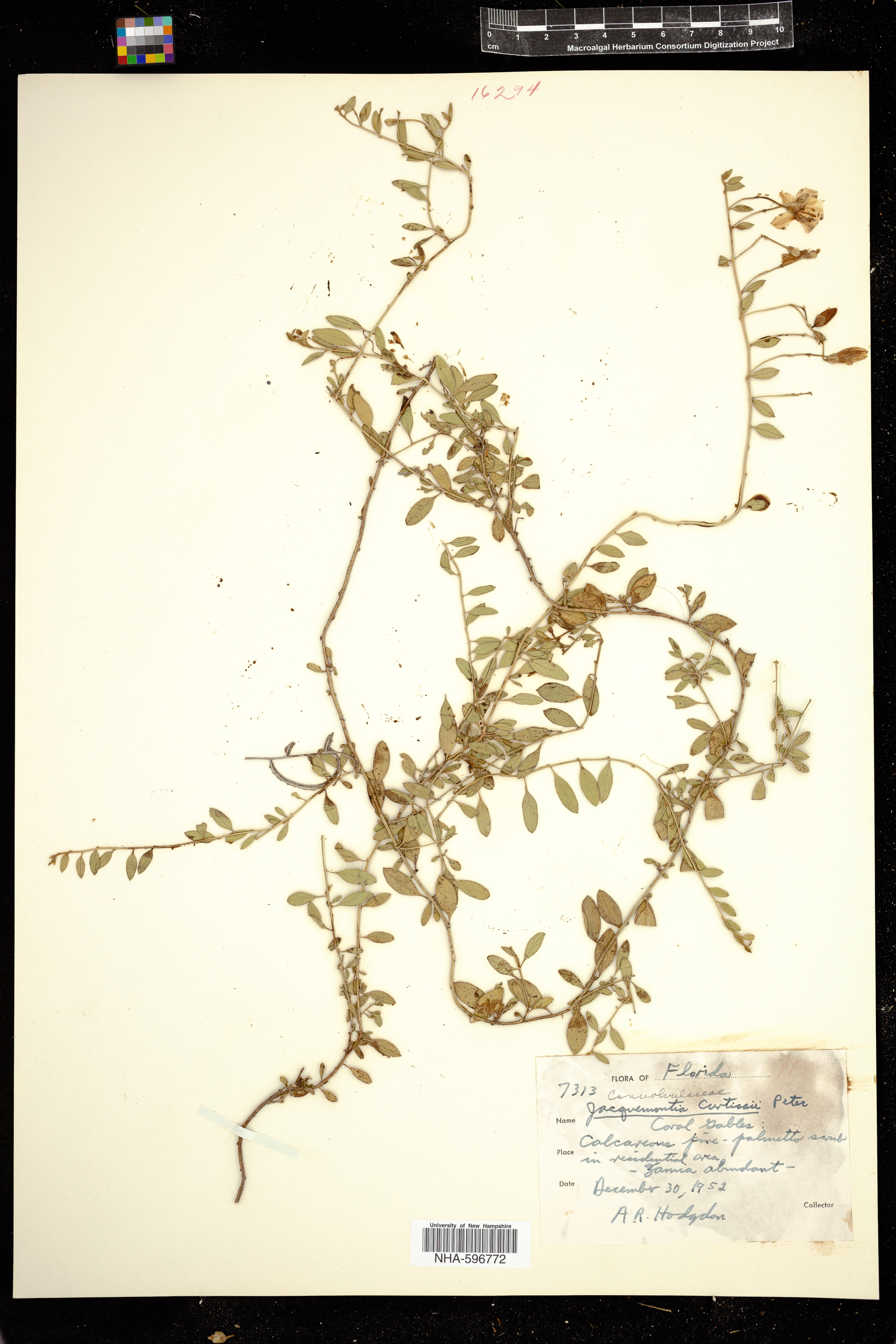 Jacquemontia curtisii