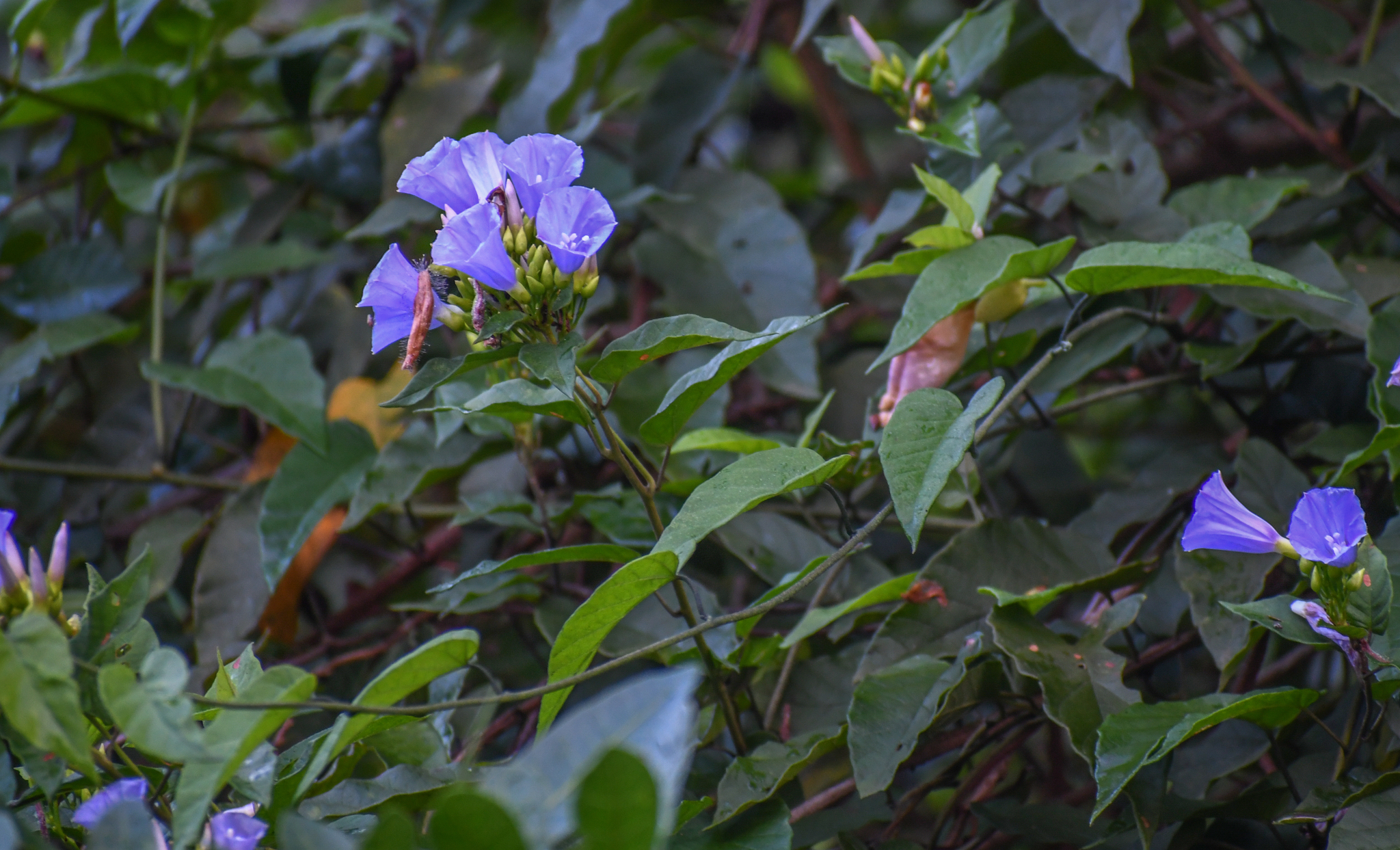 Jacquemontia frankeana