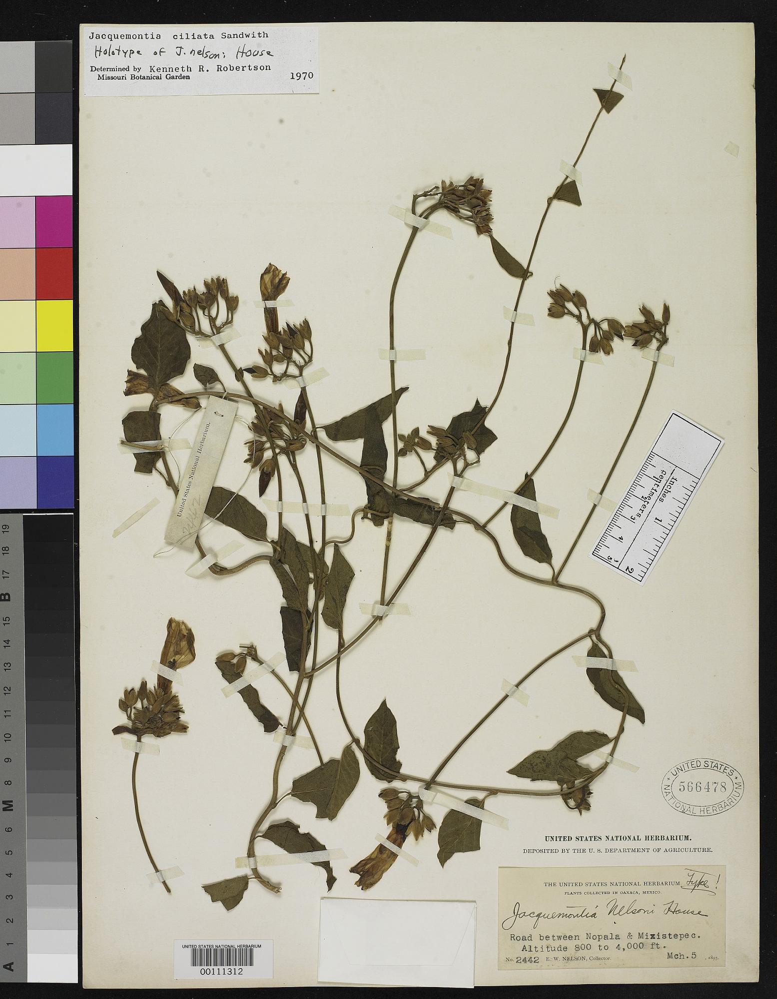 Jacquemontia nelsonii