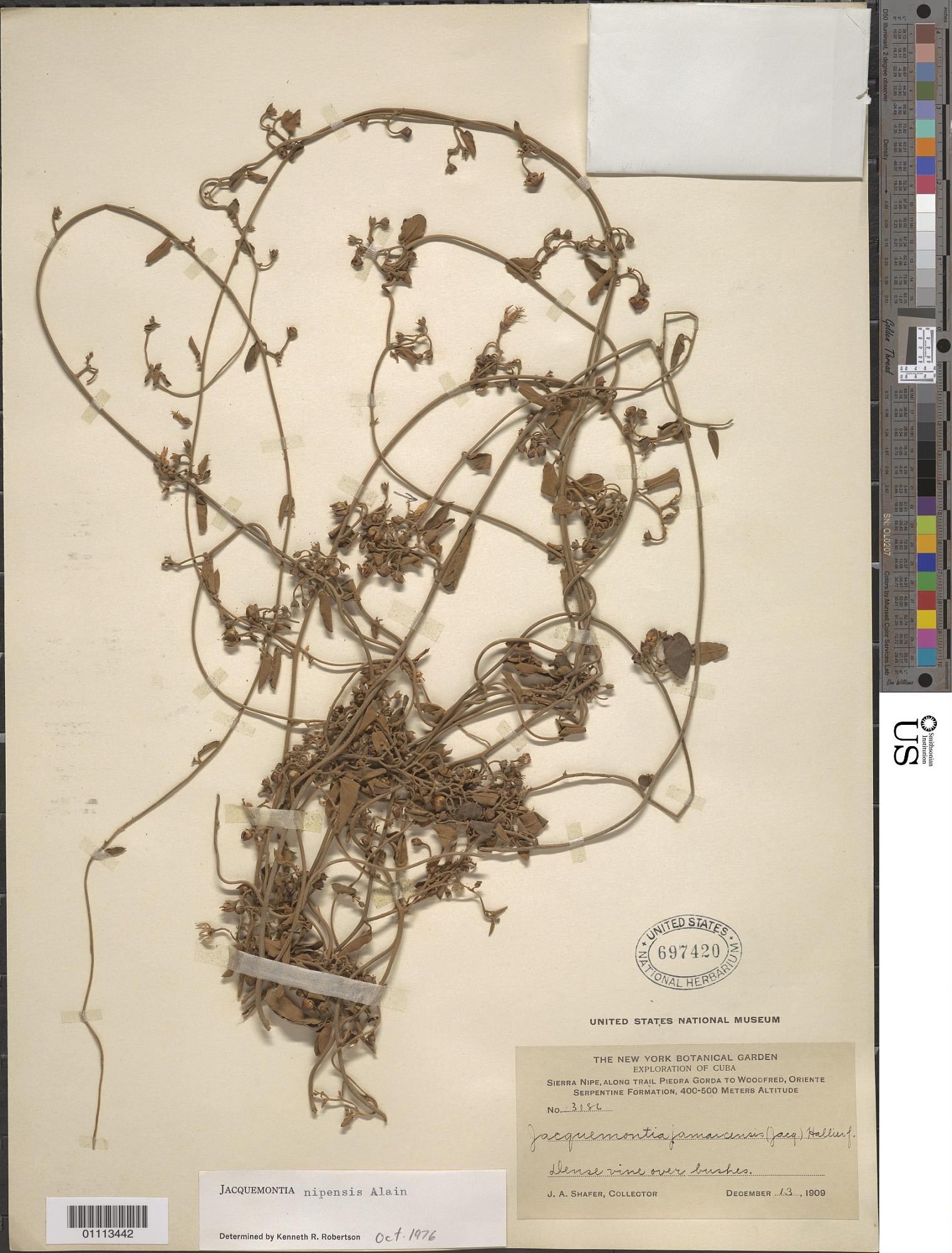Jacquemontia nipensis