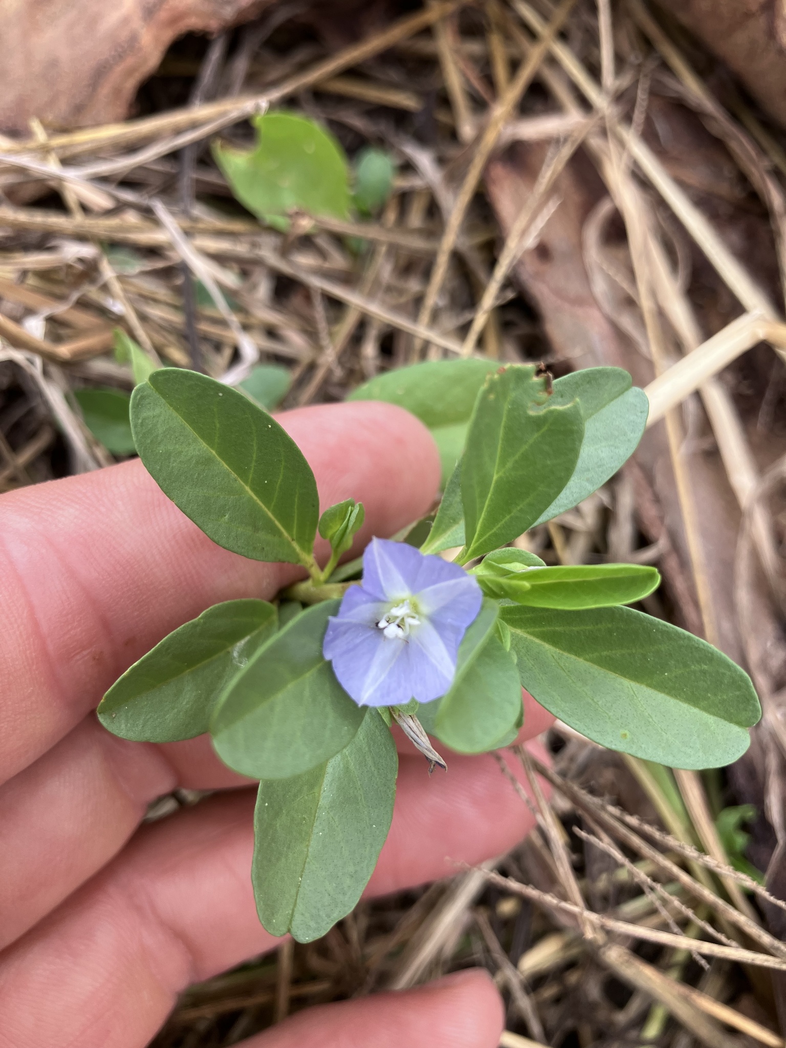 Jacquemontia ovalifolia