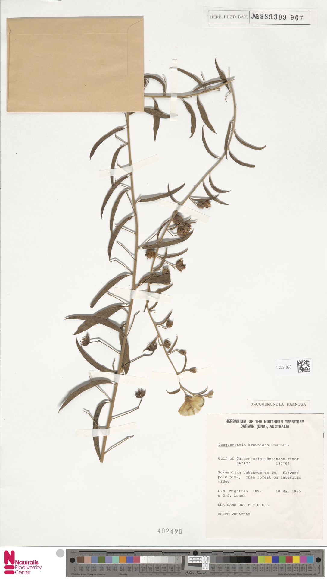 Jacquemontia pannosa