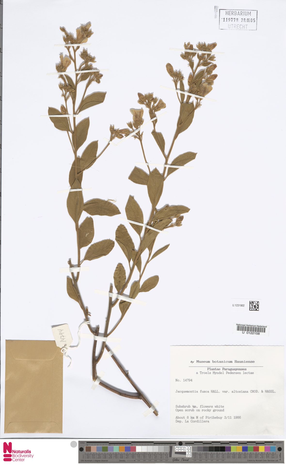 Jacquemontia paraguayensis