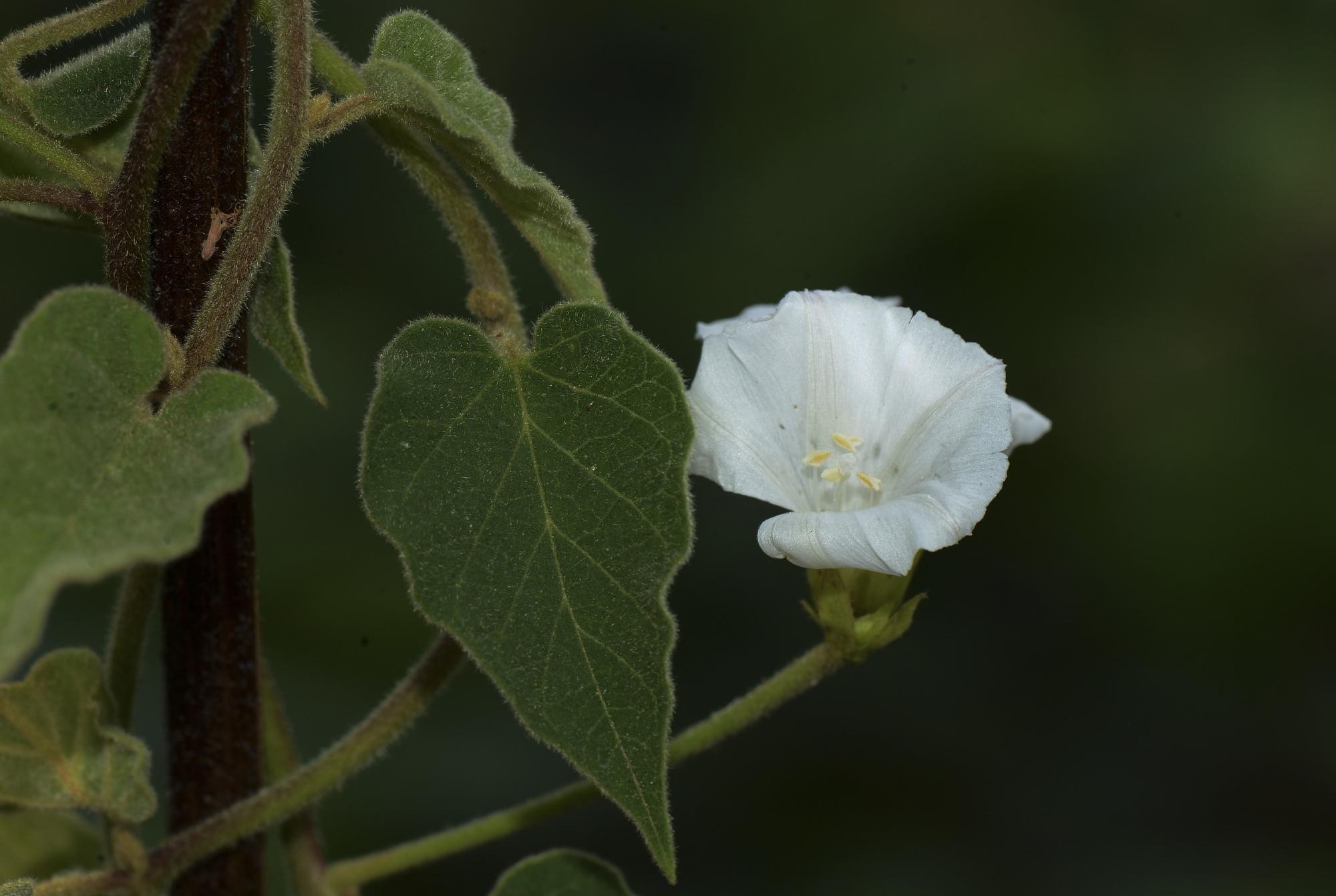 Jacquemontia polyantha