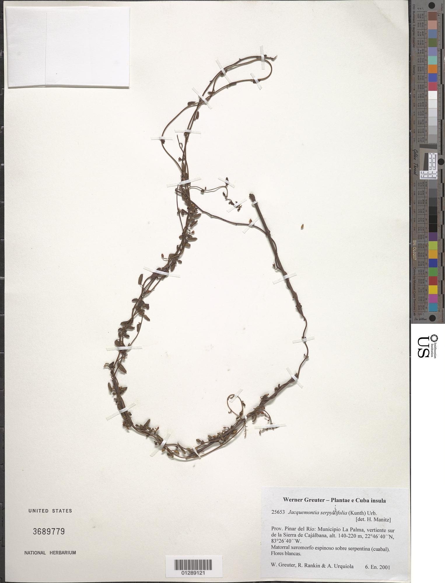 Jacquemontia serpyllifolia
