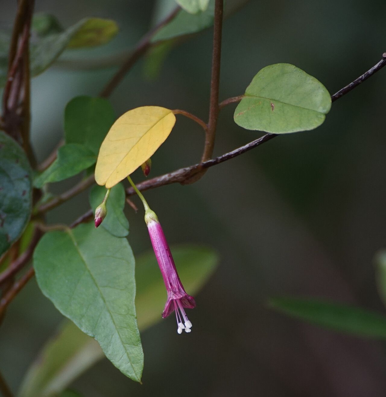 Jacquemontia solanifolia