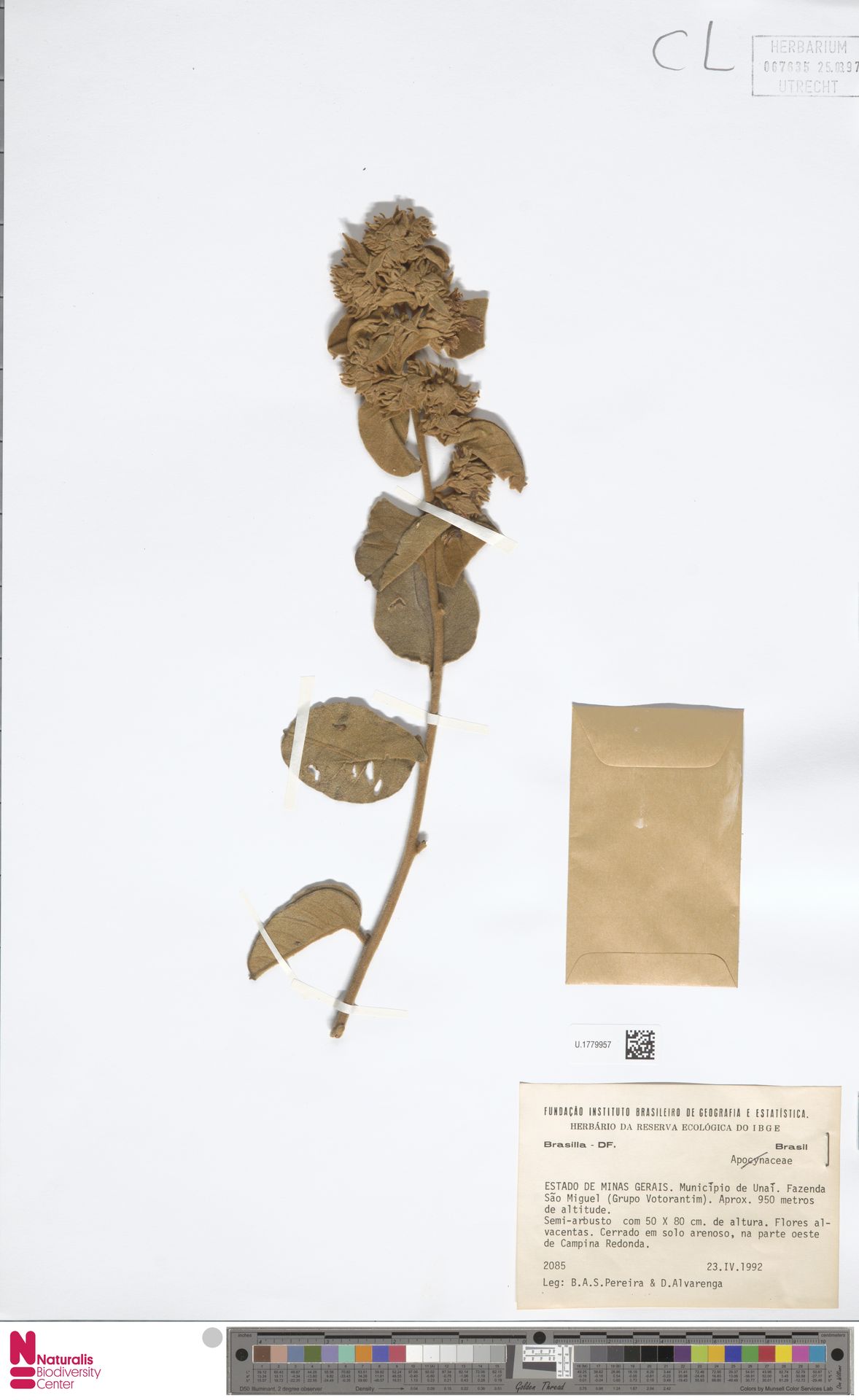 Jacquemontia sphaerocephala
