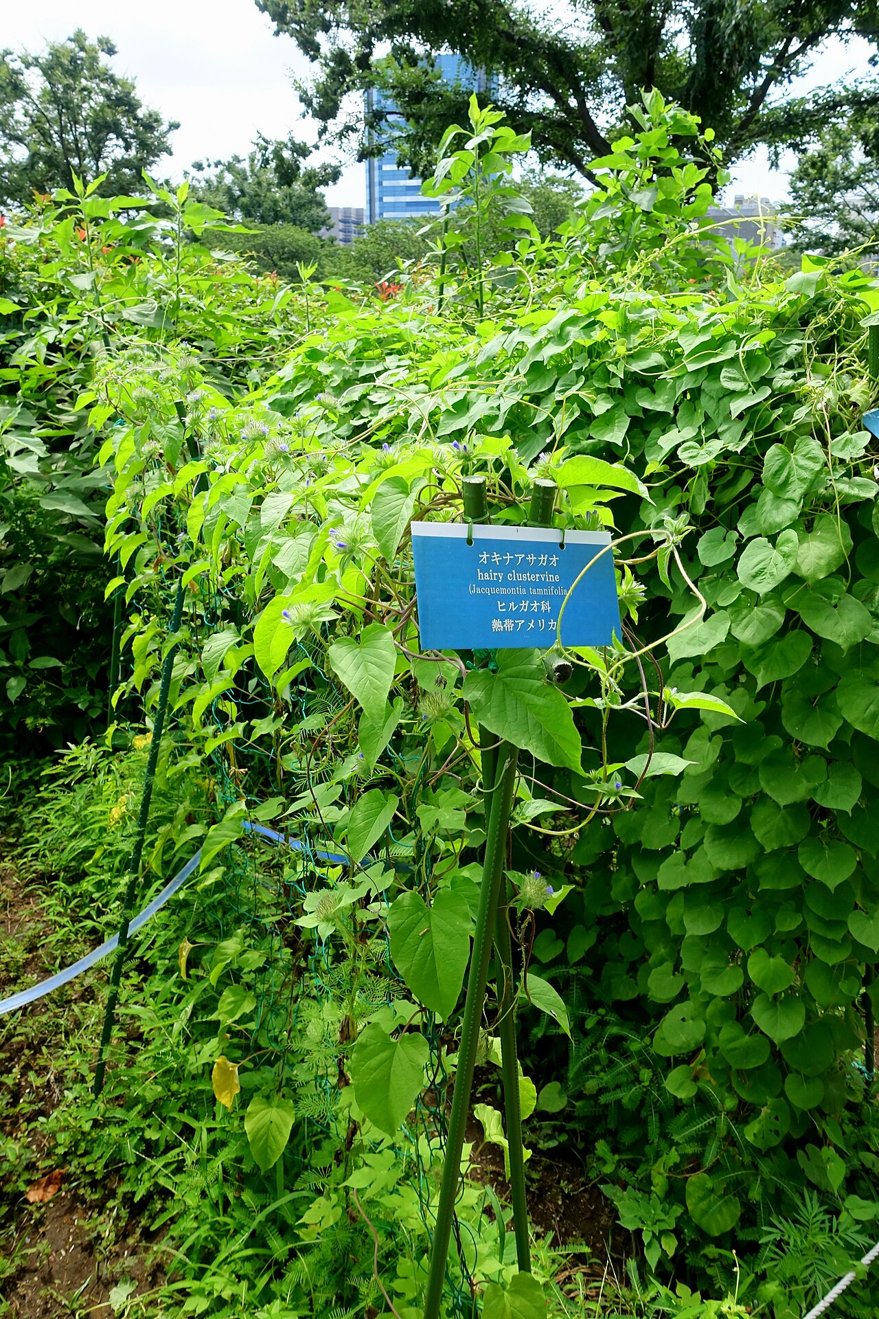 Jacquemontia tamnifolia