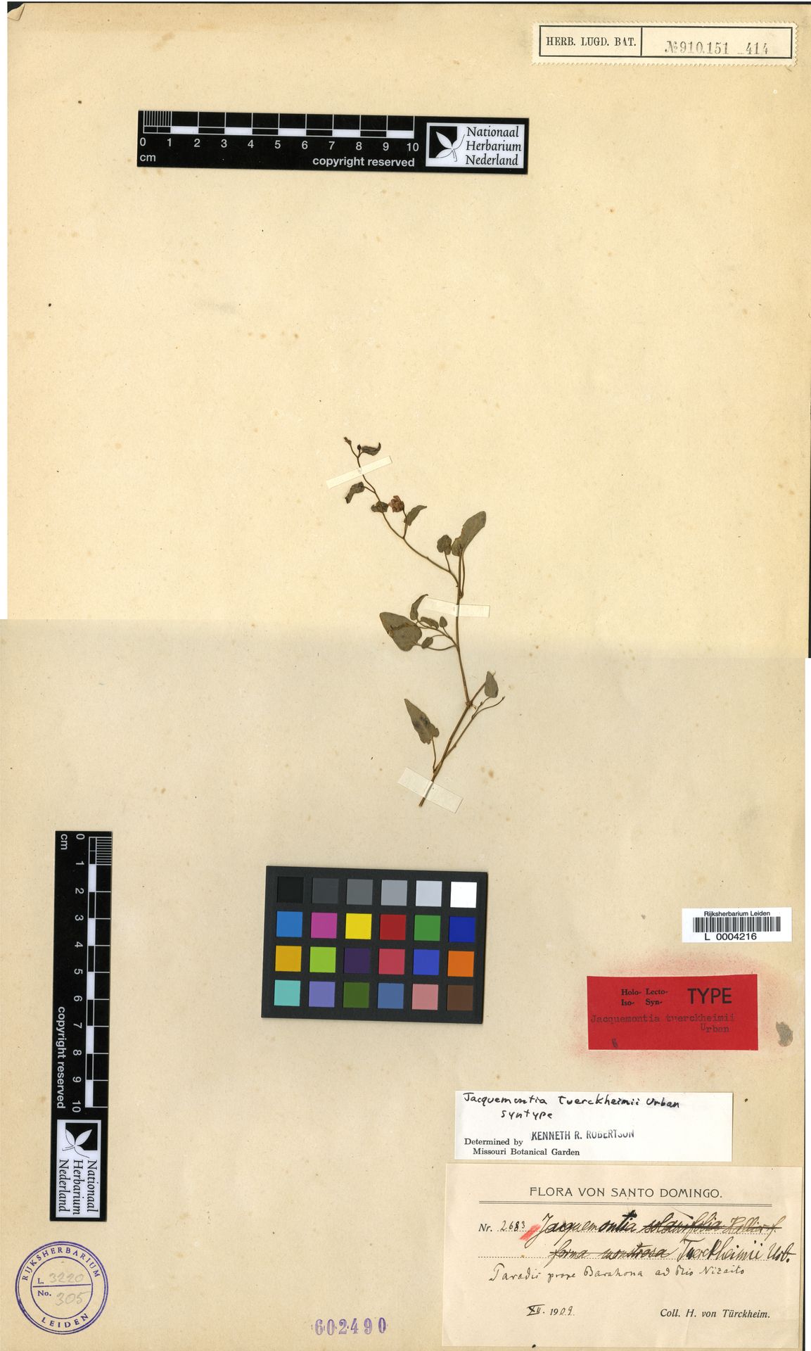 Jacquemontia tuerckheimii