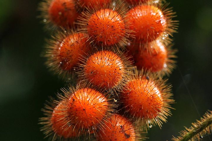 Jateorhiza macrantha