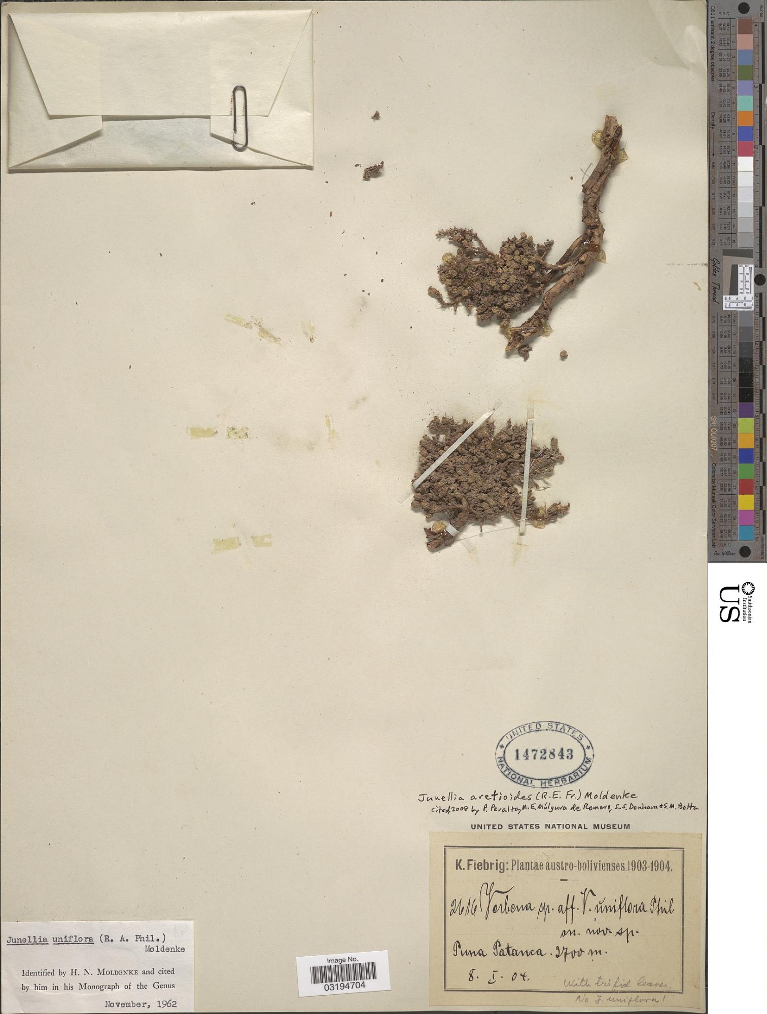 Junellia aretioides