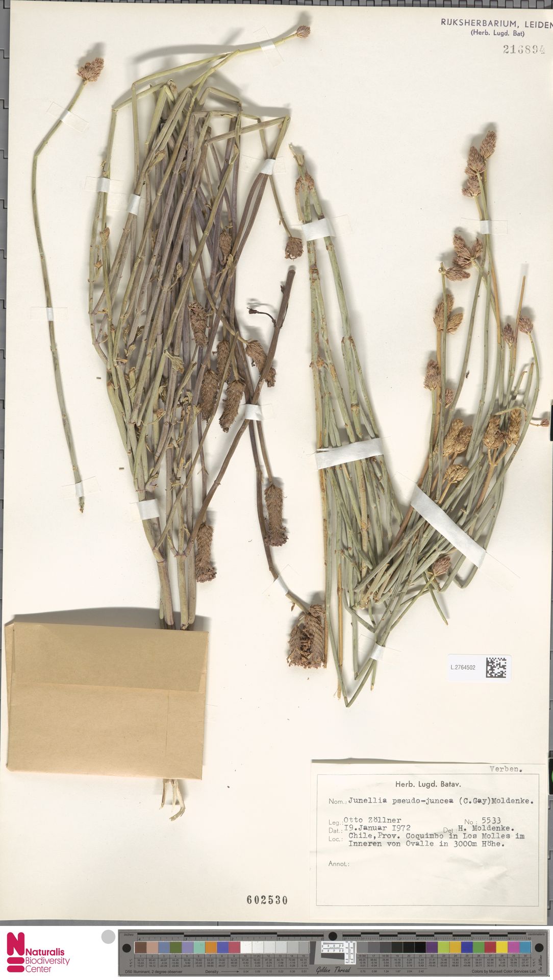 Junellia pseudojuncea