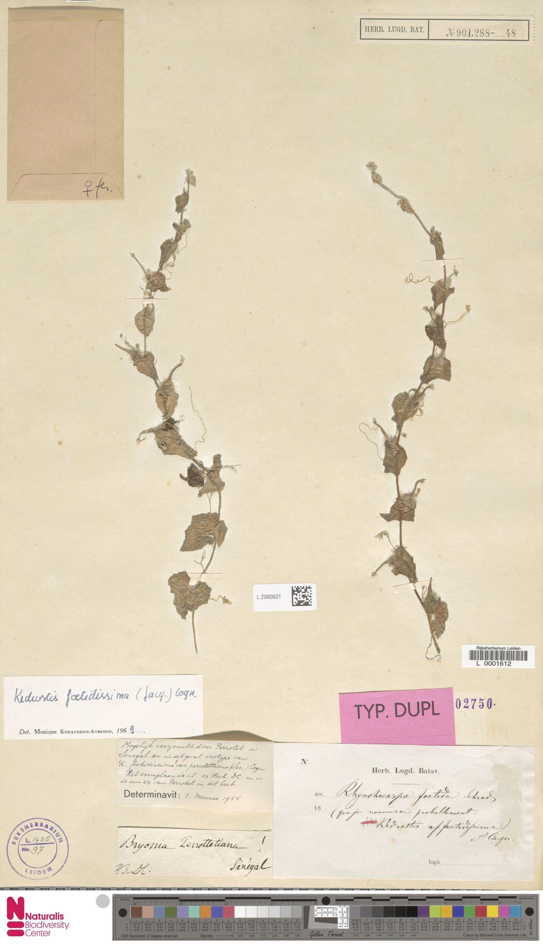 Kedrostis foetidissima