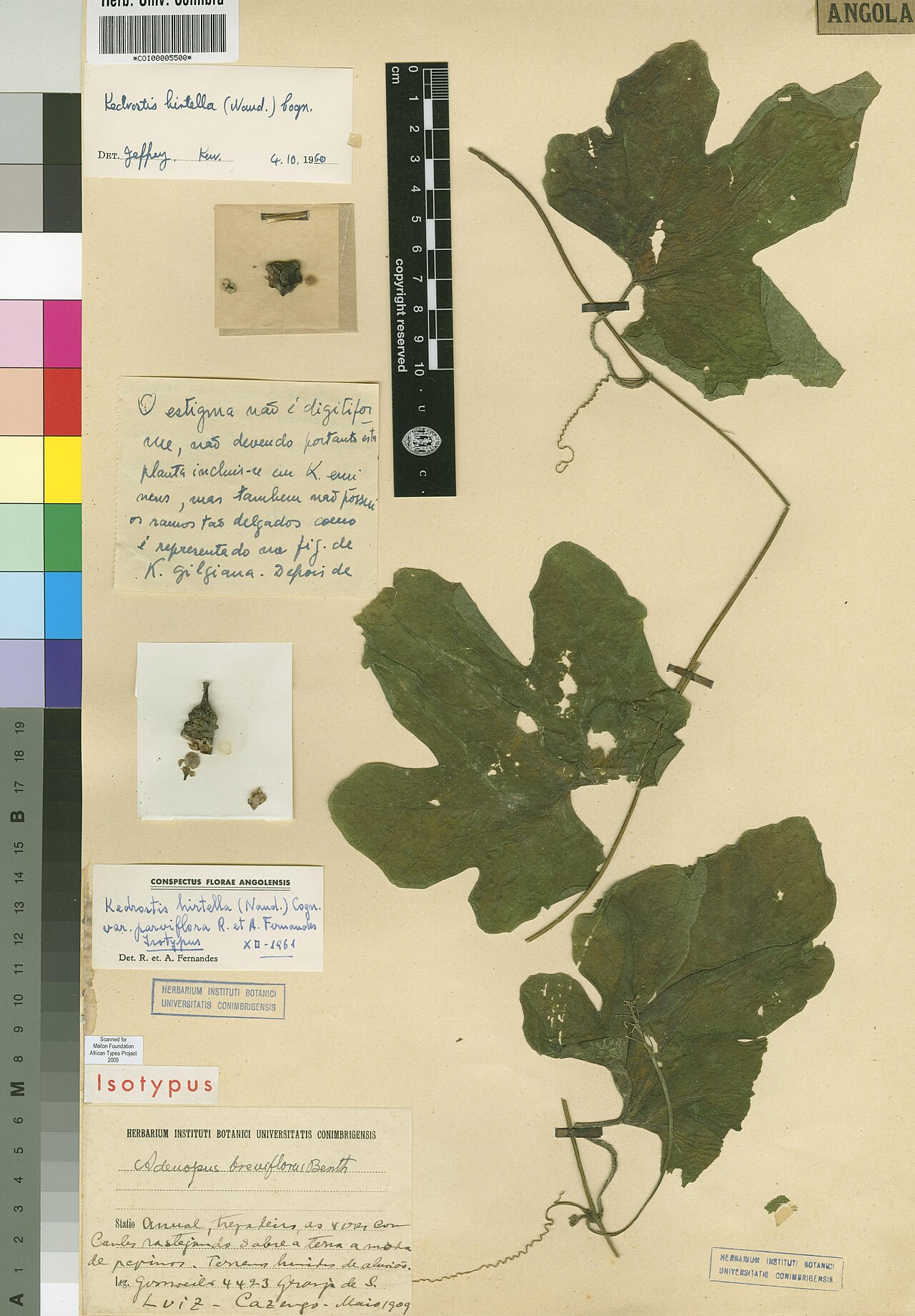 Kedrostis hirtella