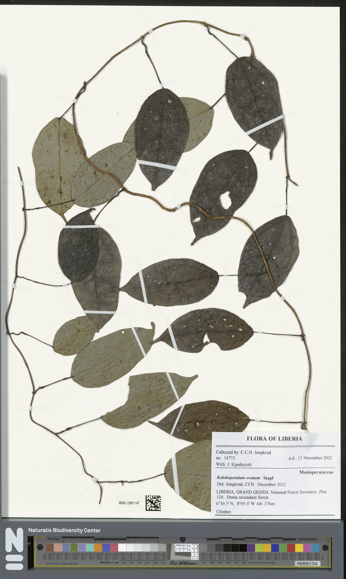 Kolobopetalum ovatum