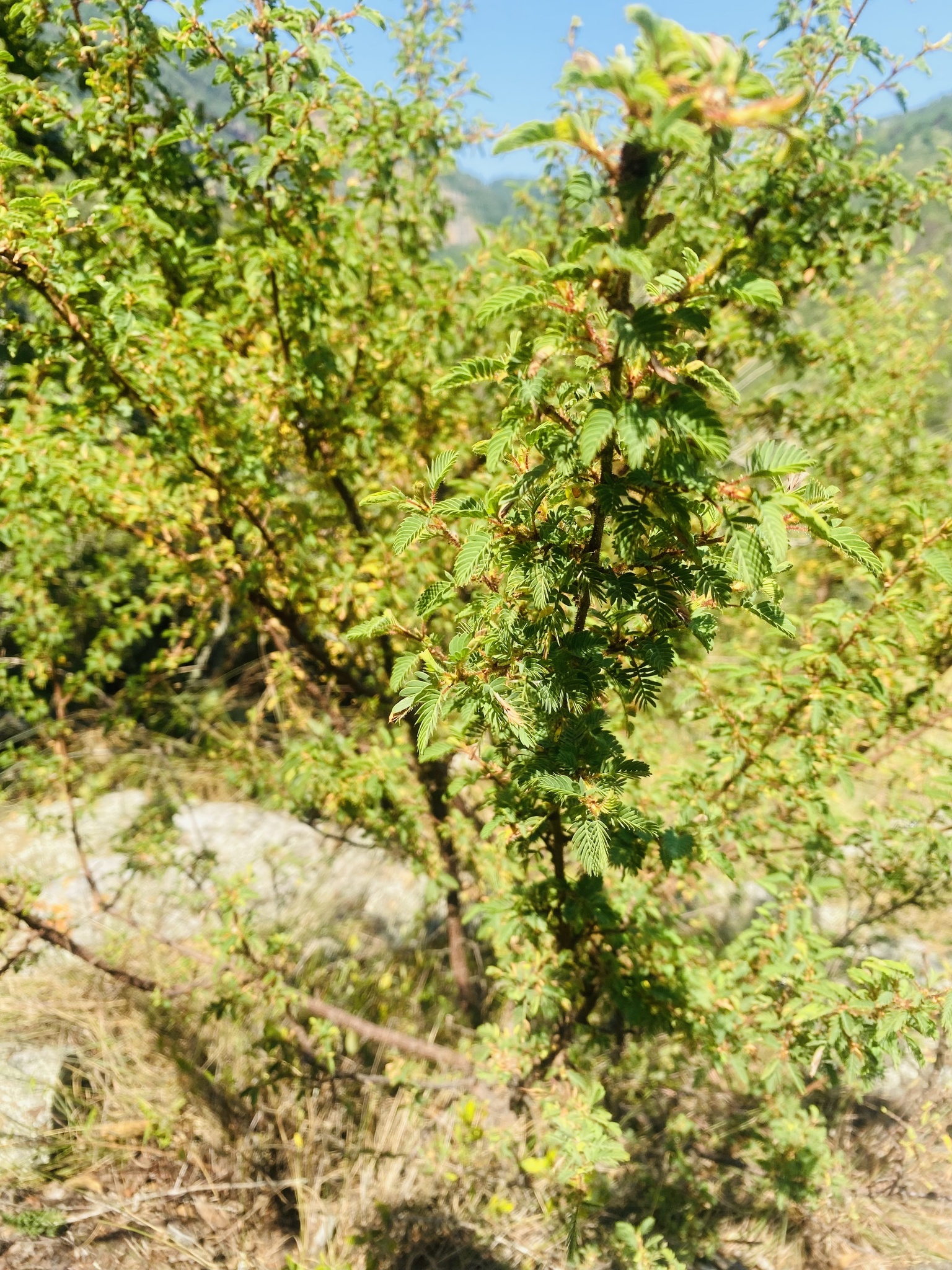 Kotschya thymodora