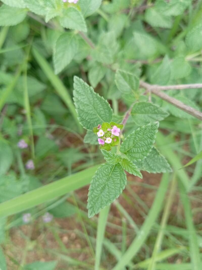 Lantana angolensis