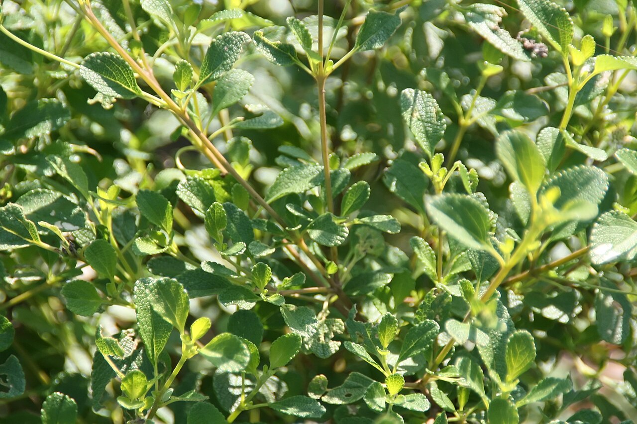 Lantana angustifolia