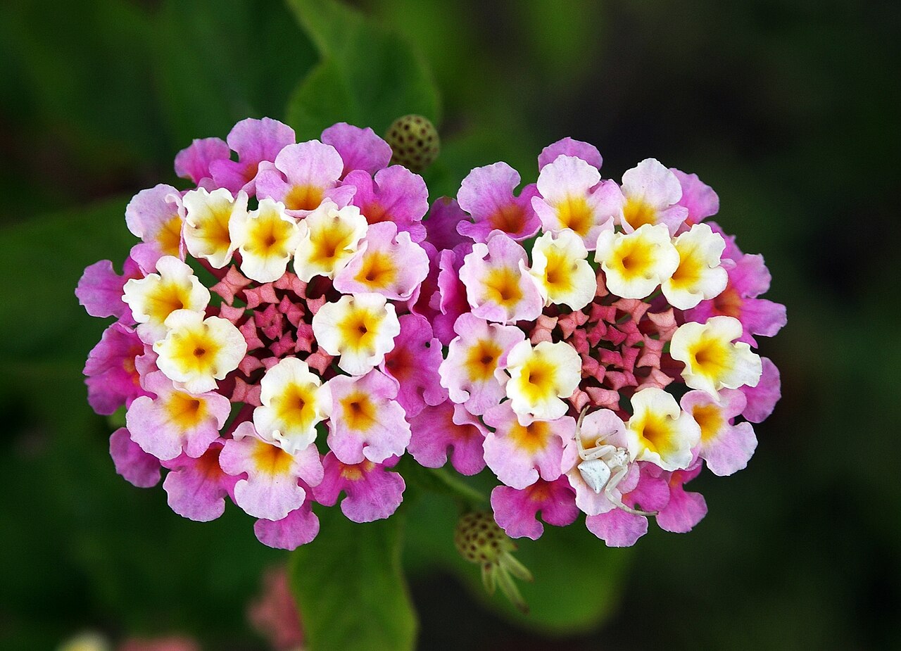 Lantana flava