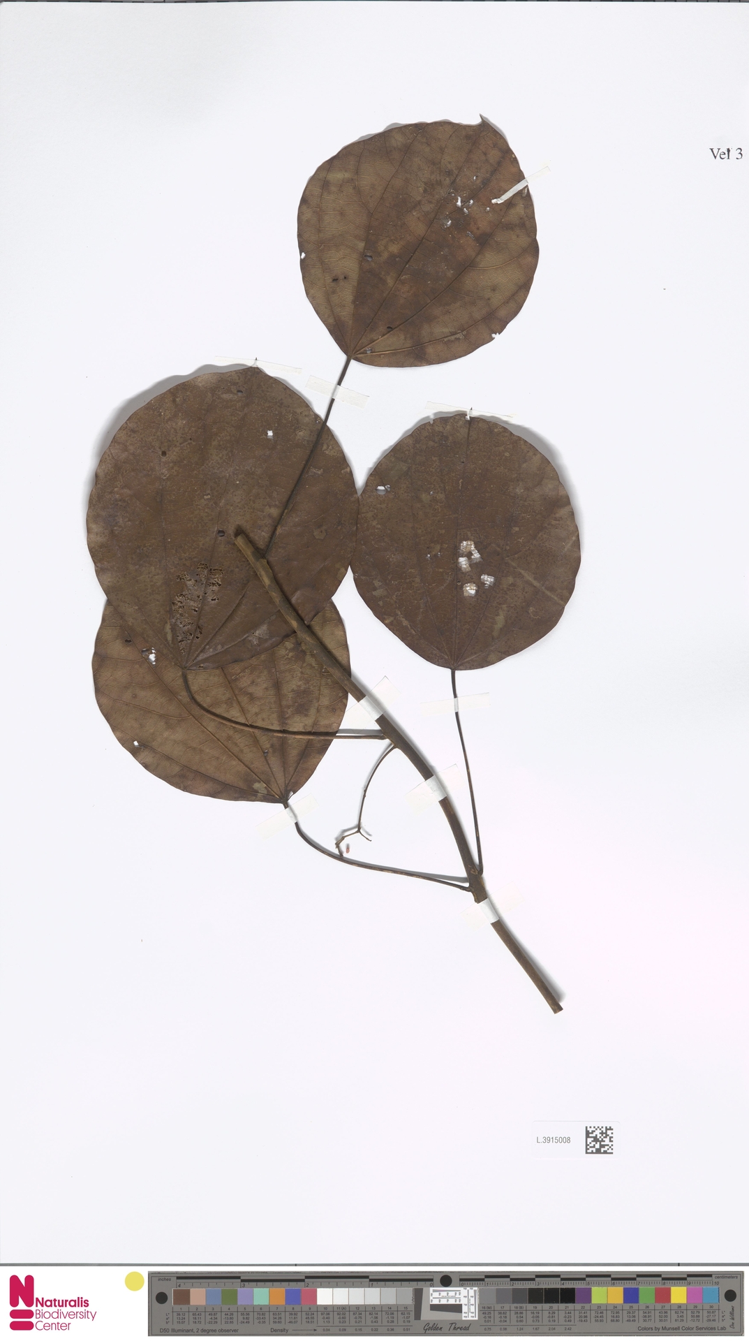 Legnephora minutiflora