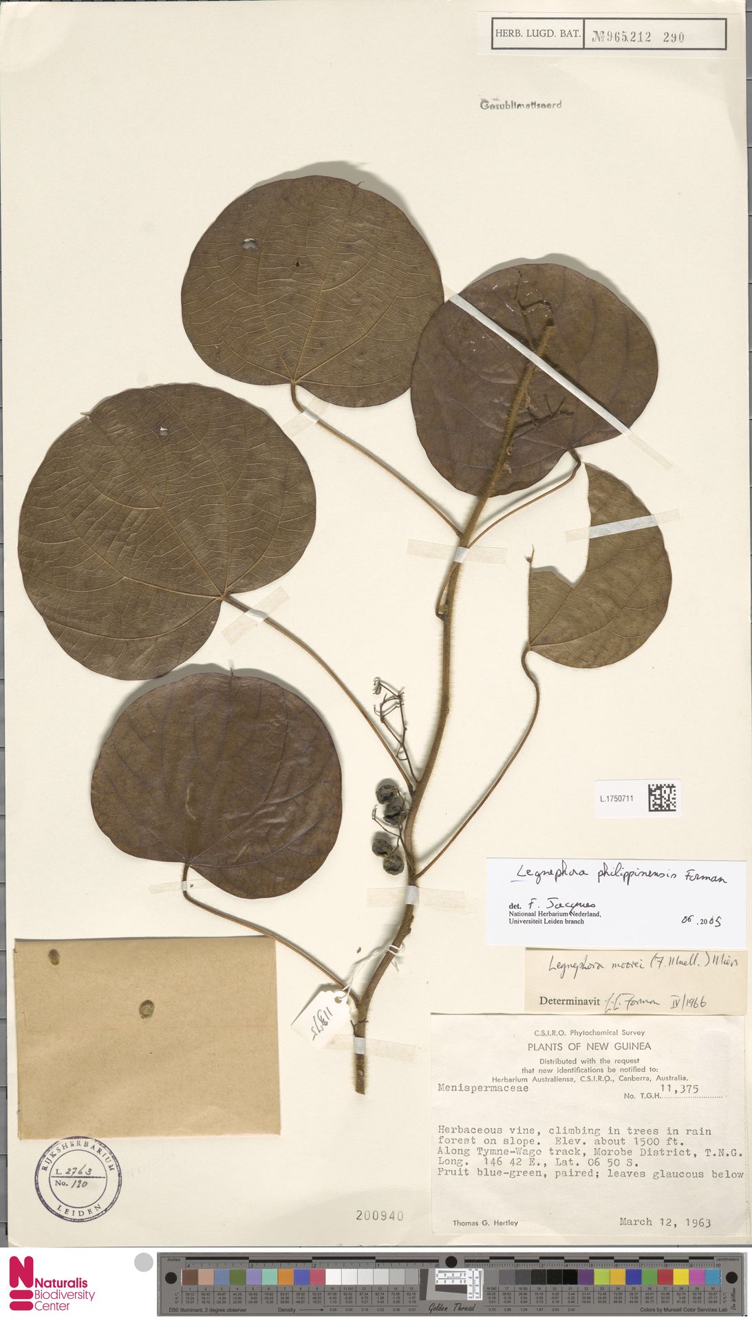Legnephora philippinensis