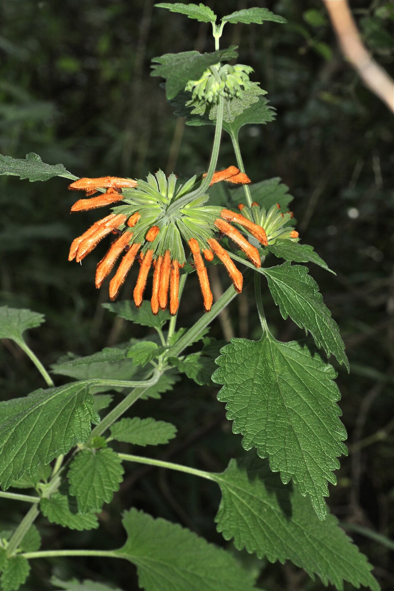 Leonotis dubia