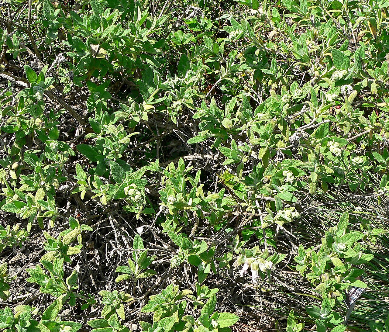 Lepechinia calycina