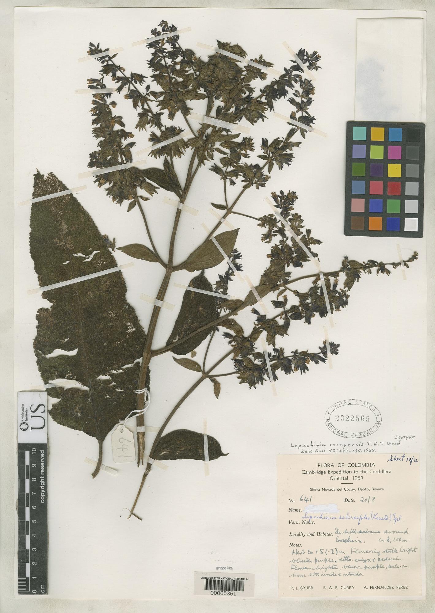 Lepechinia cocuyensis