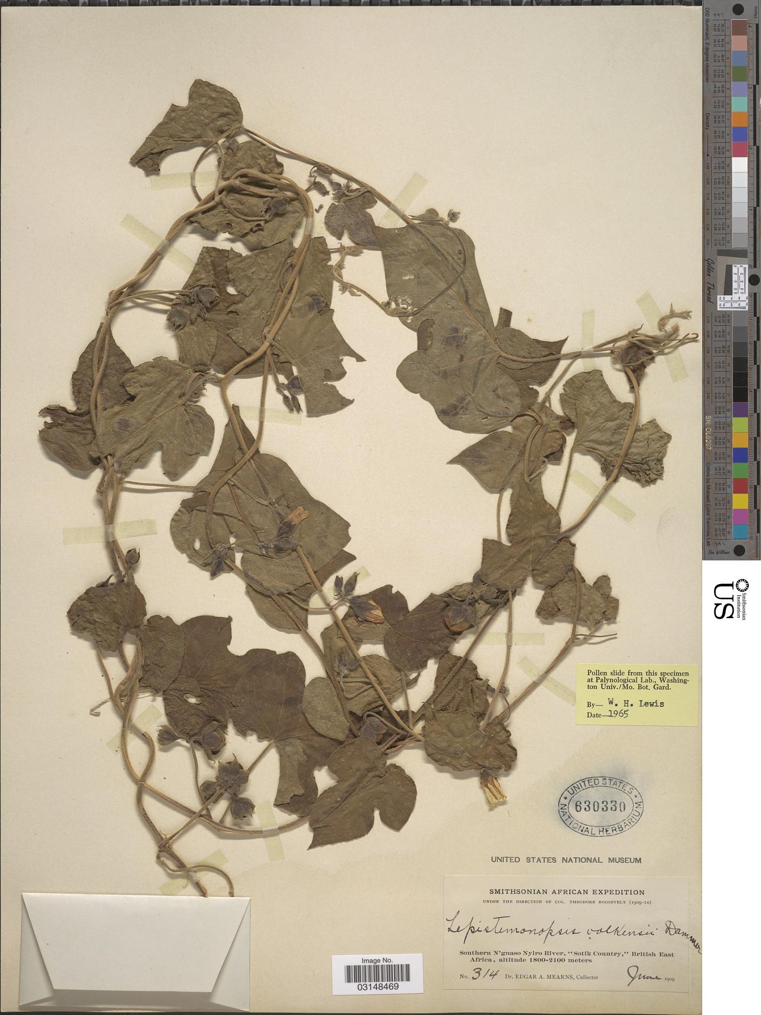 Lepistemonopsis volkensii