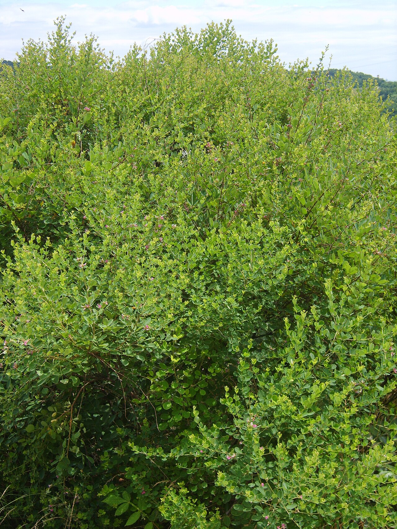 Lespedeza cyrtobotrya