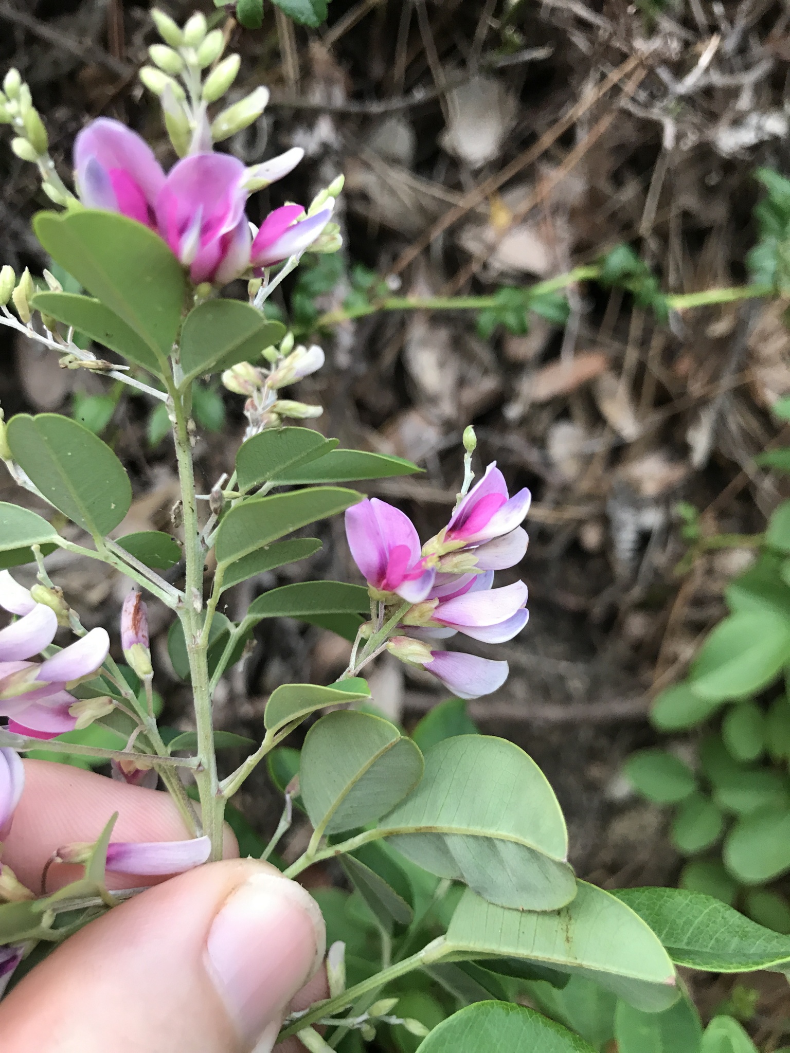 Lespedeza homoloba