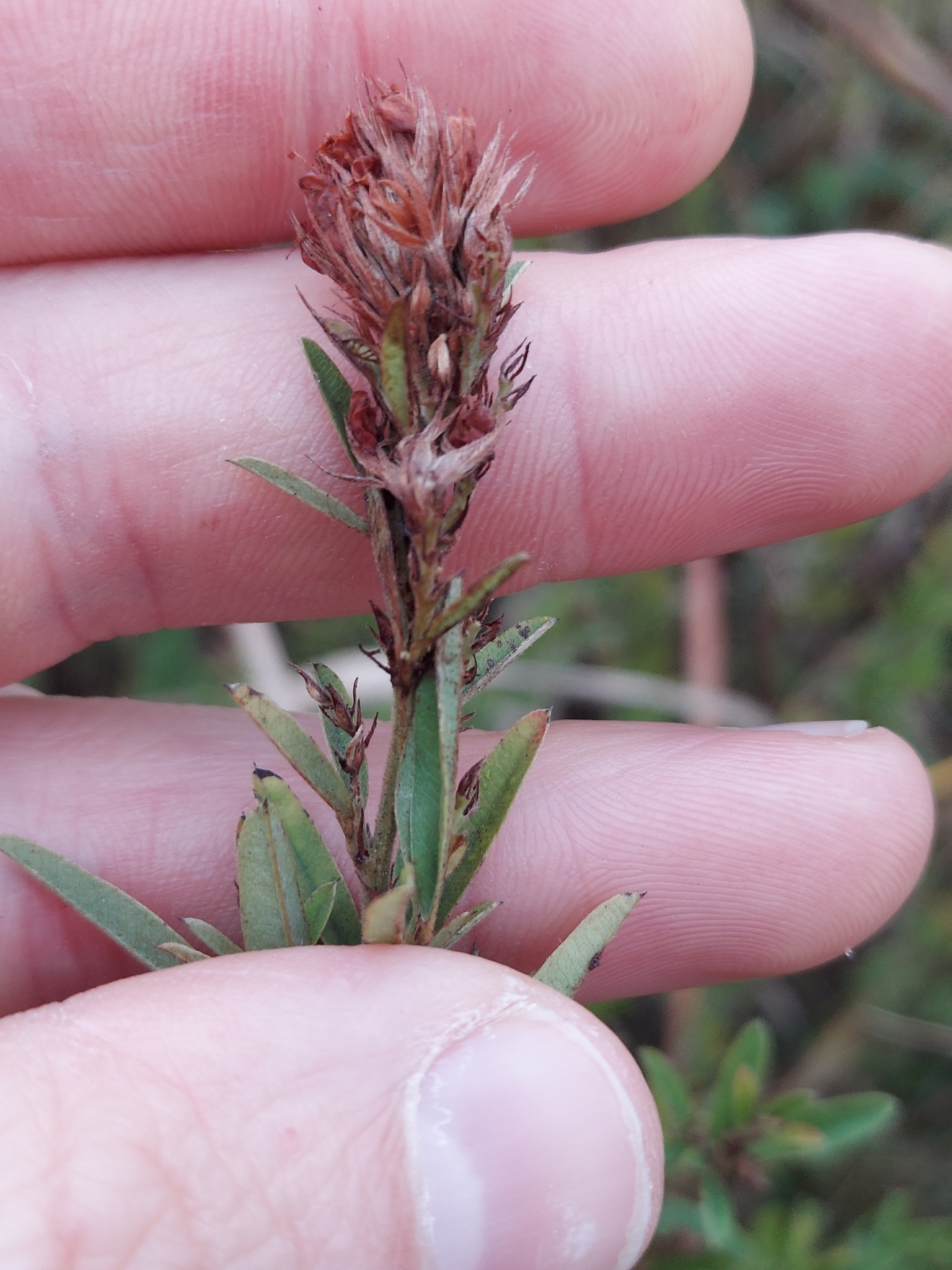 Lespedeza simulata