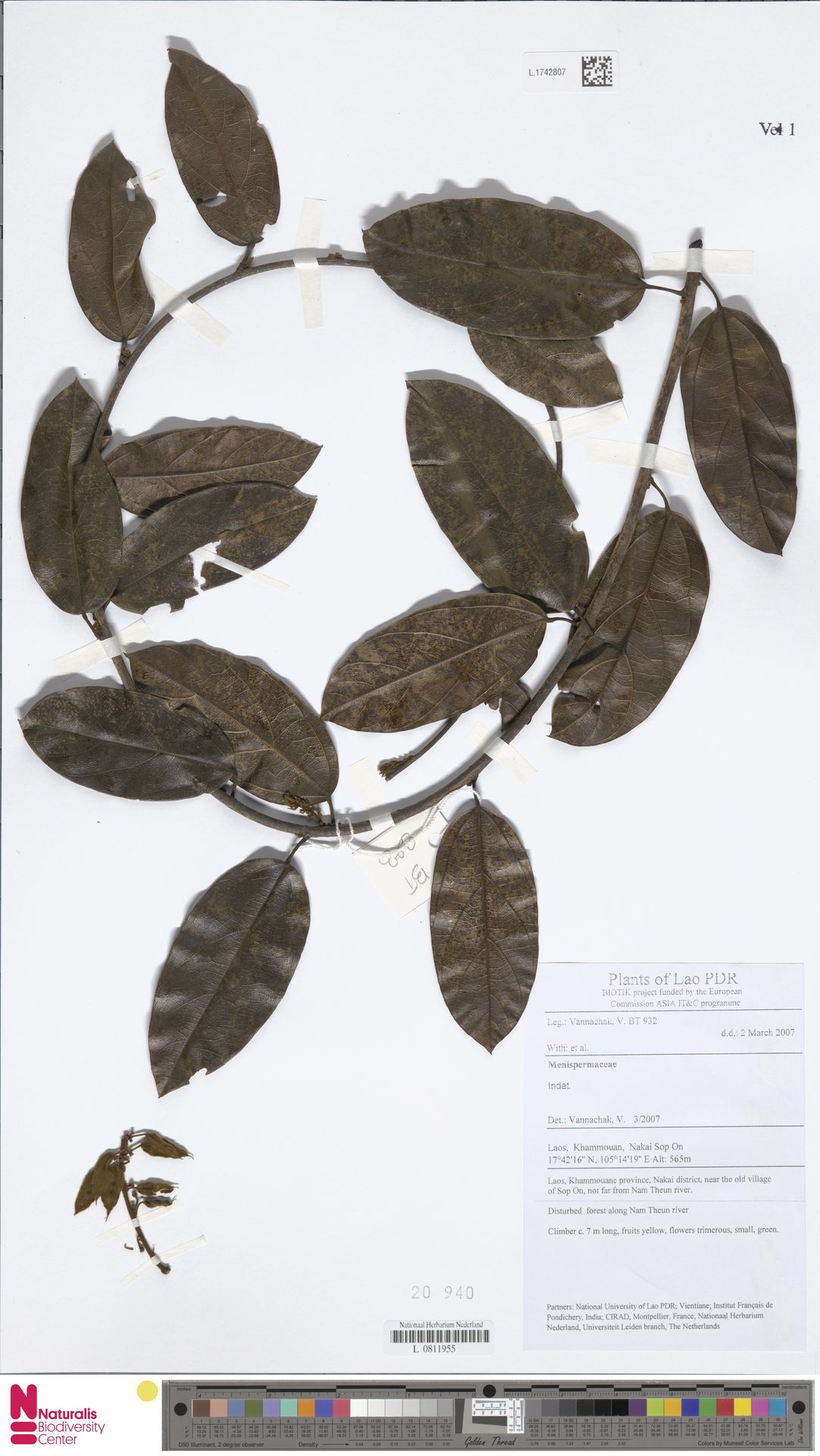 Limacia scandens