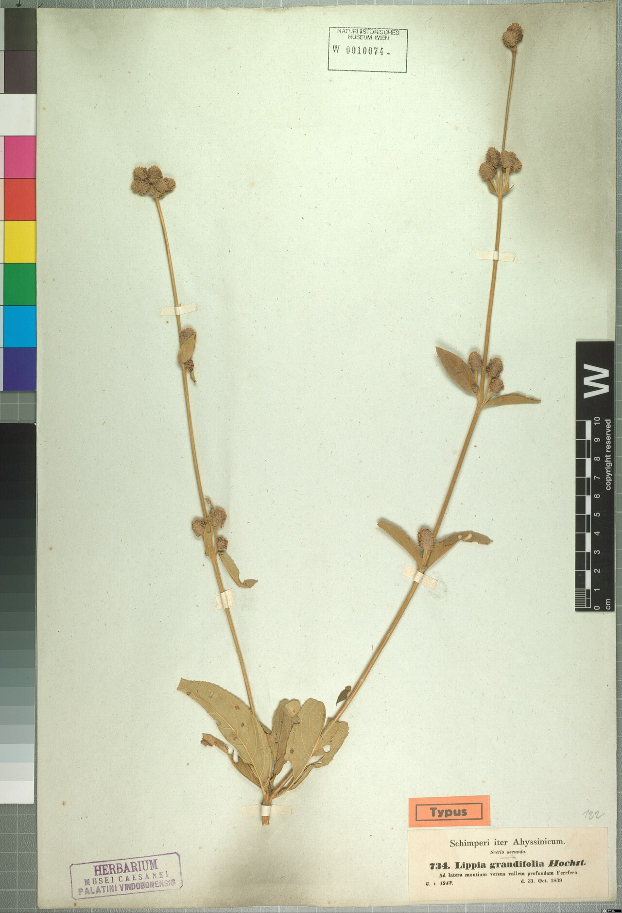 Lippia adoensis