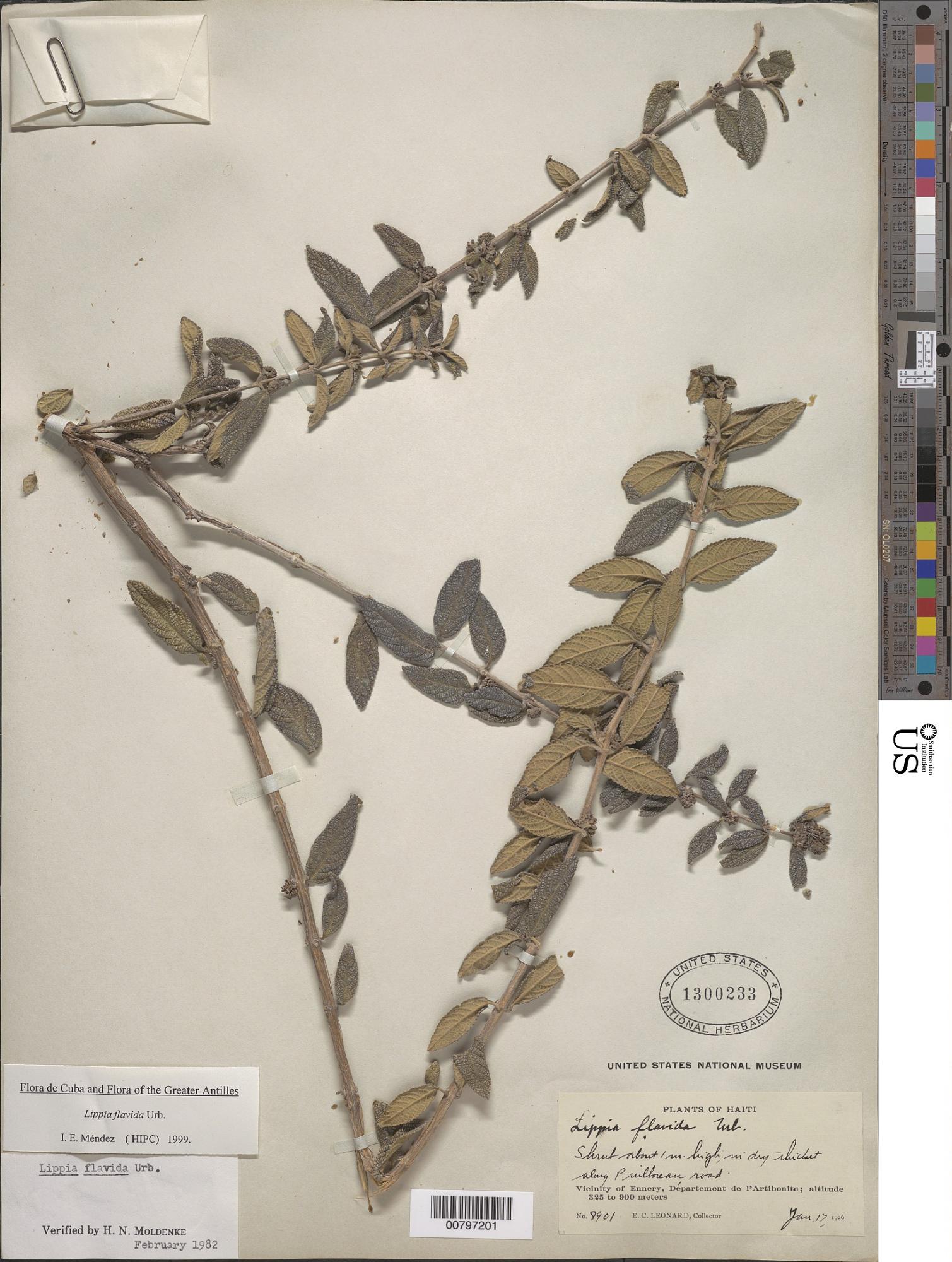 Lippia flavida