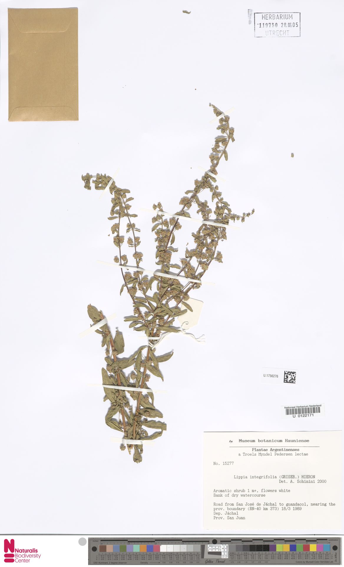 Lippia integrifolia