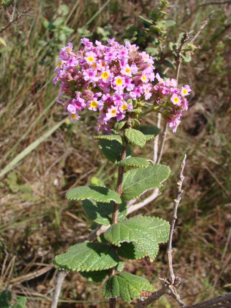 Lippia lacunosa