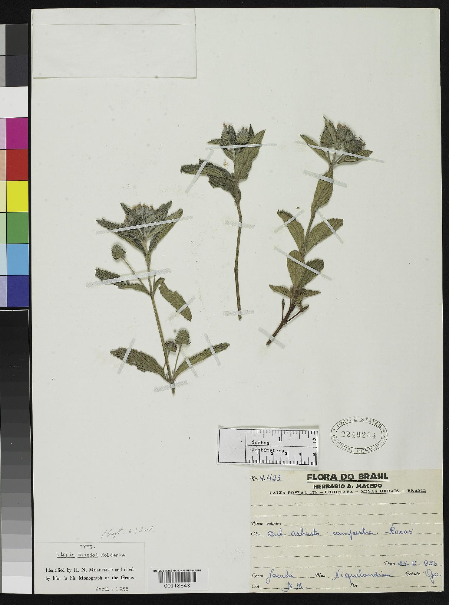 Lippia macedoi