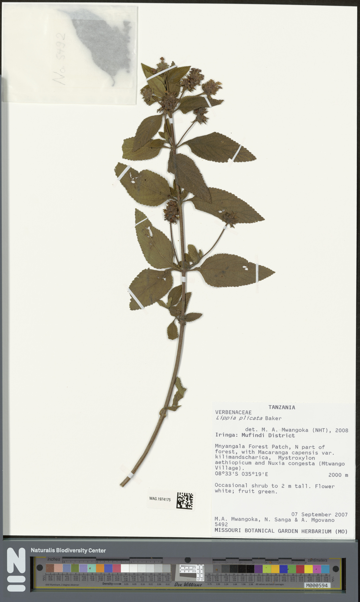Lippia plicata