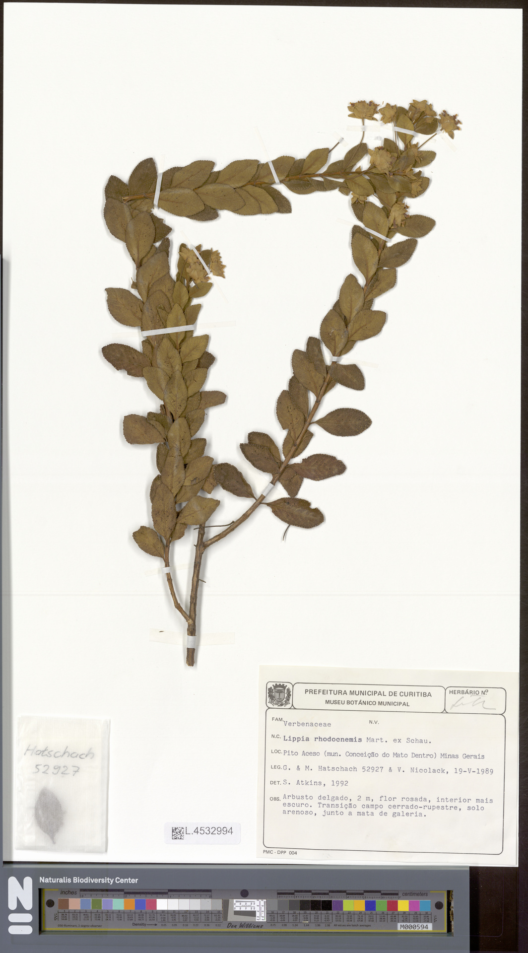 Lippia rhodocnemis