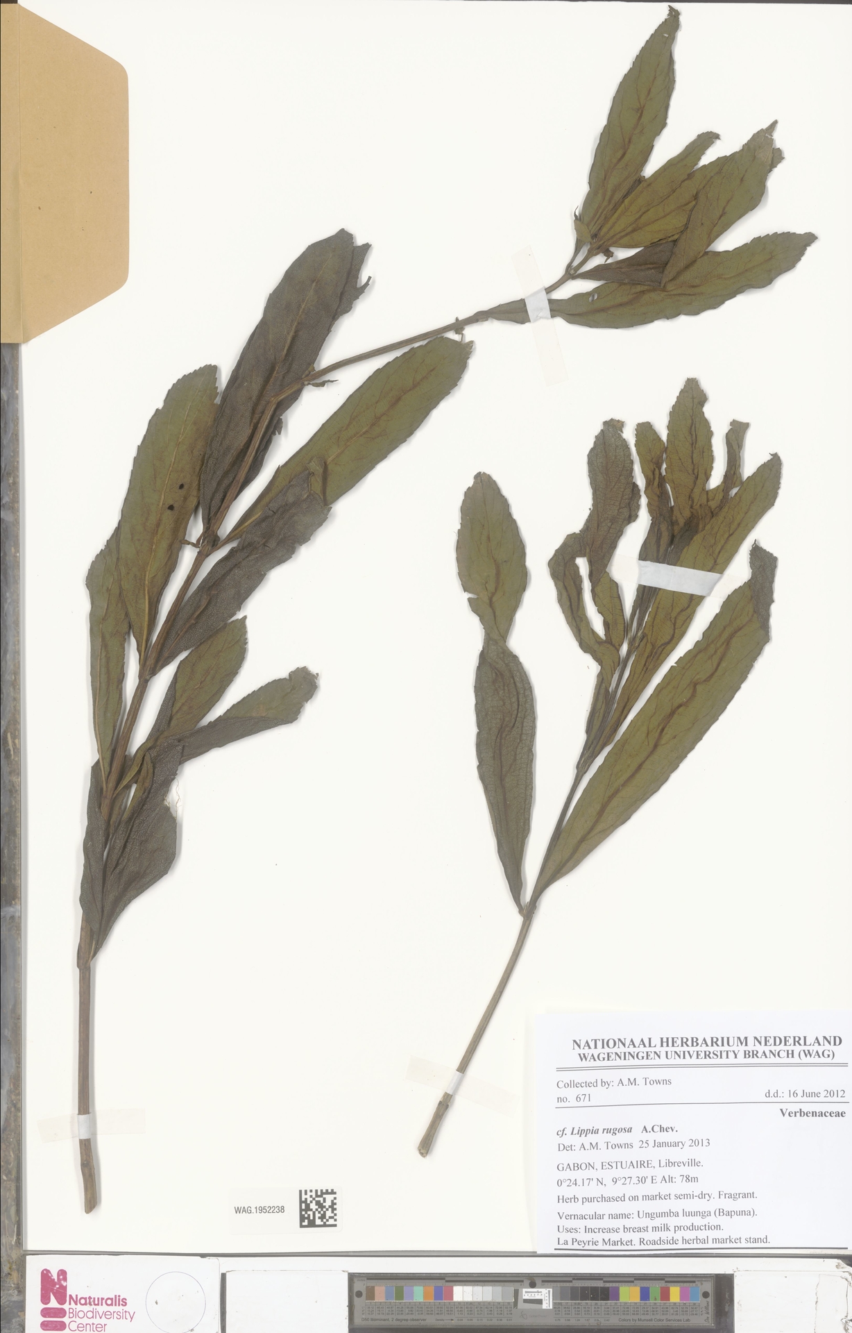Lippia rugosa