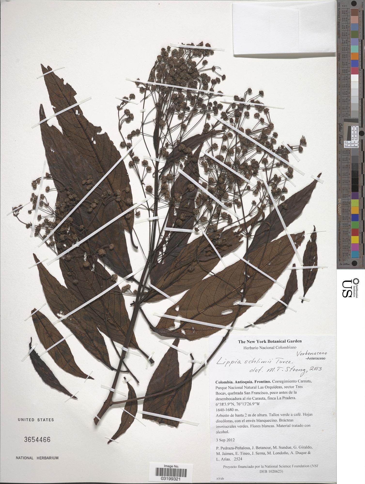Lippia schlimii