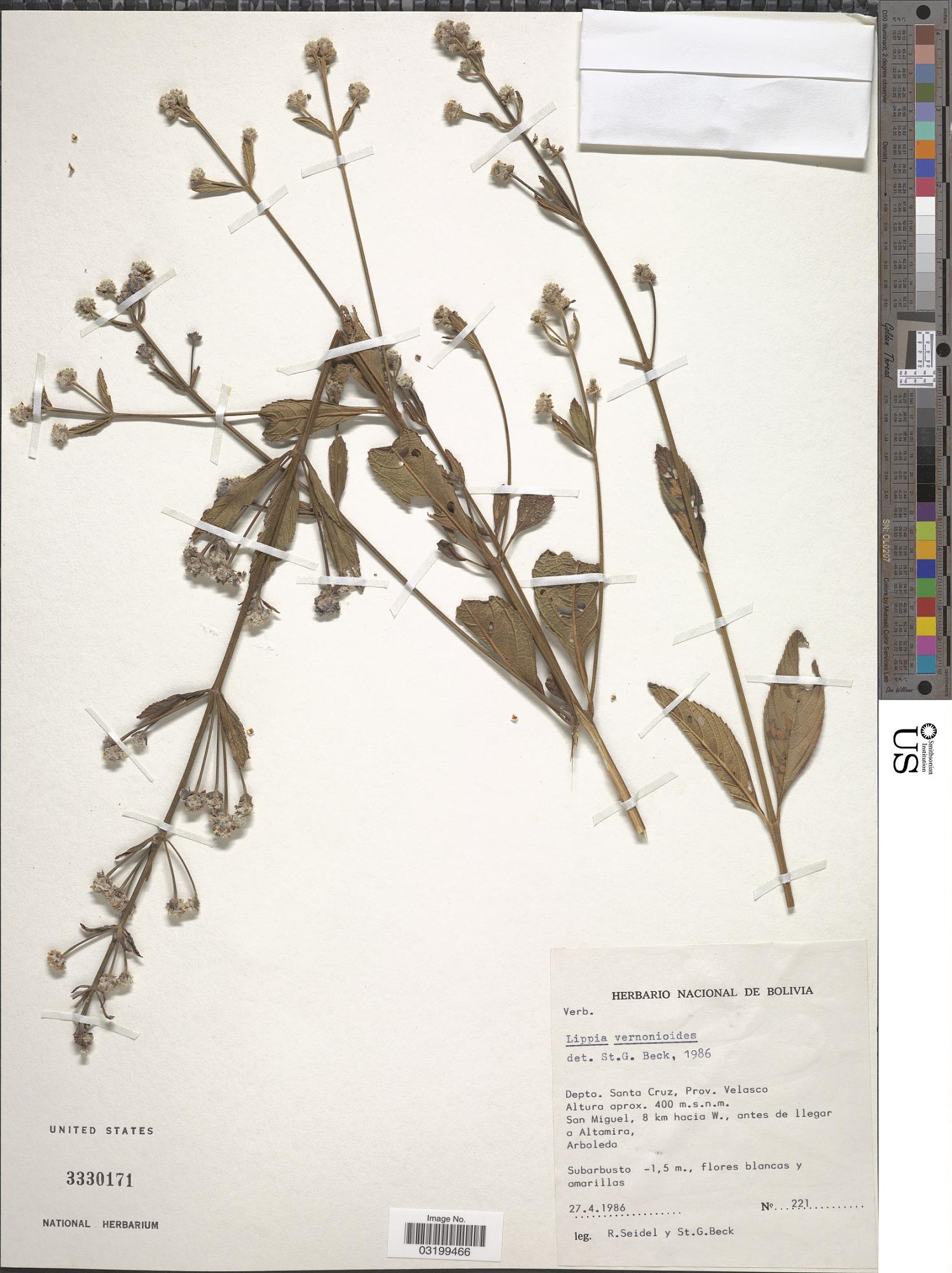 Lippia vernonioides