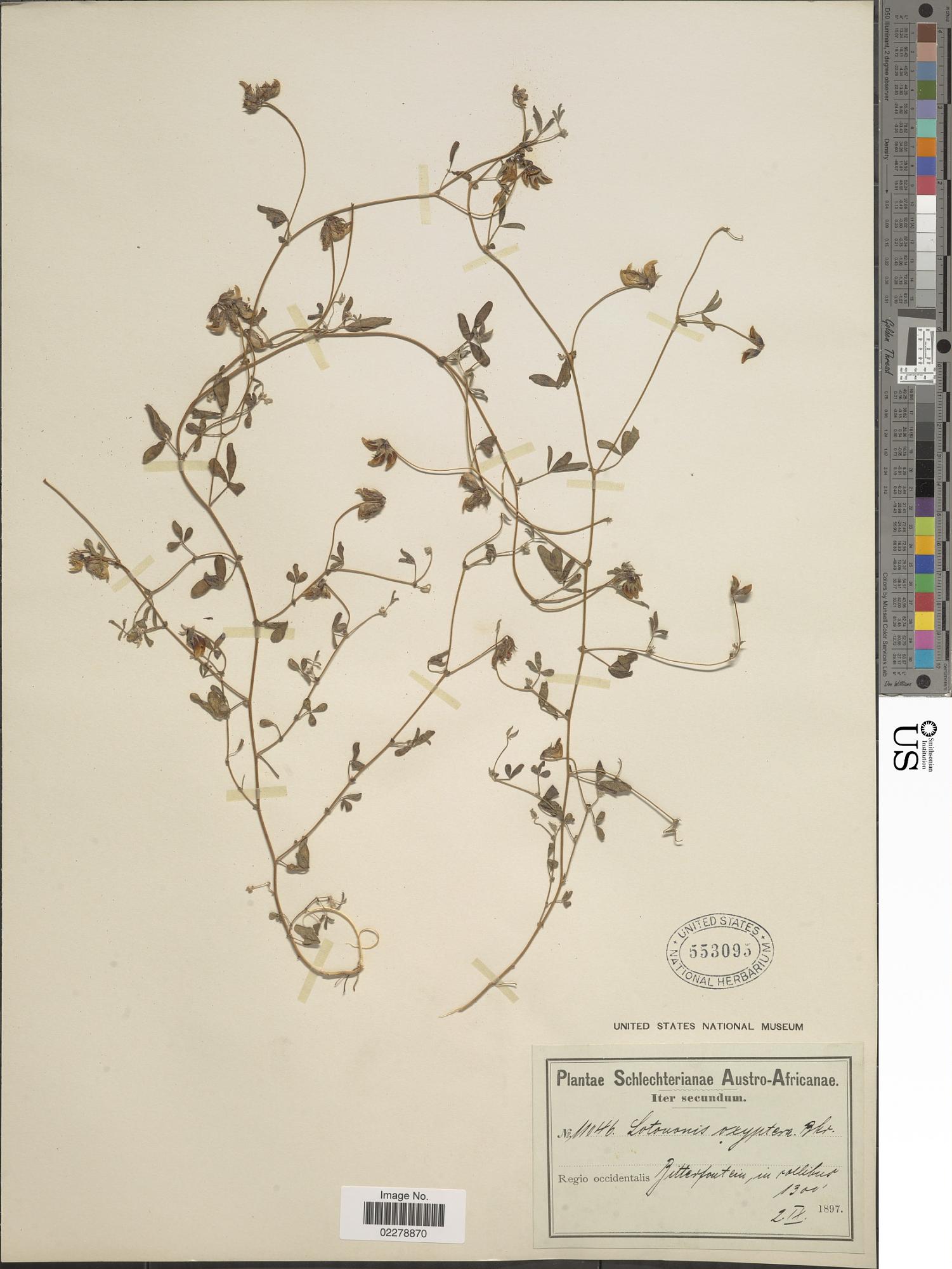 Lotononis oxyptera