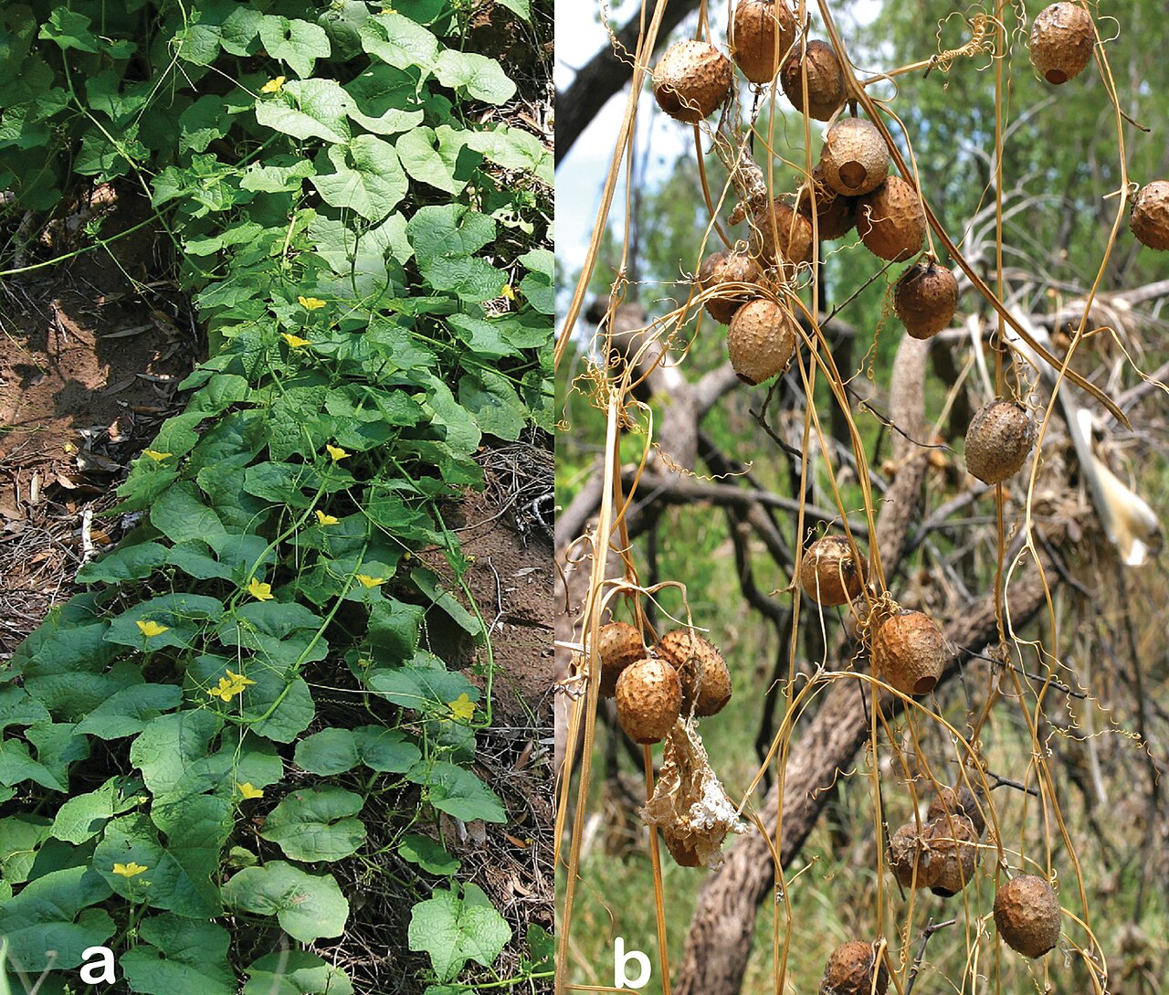 Luffa saccata