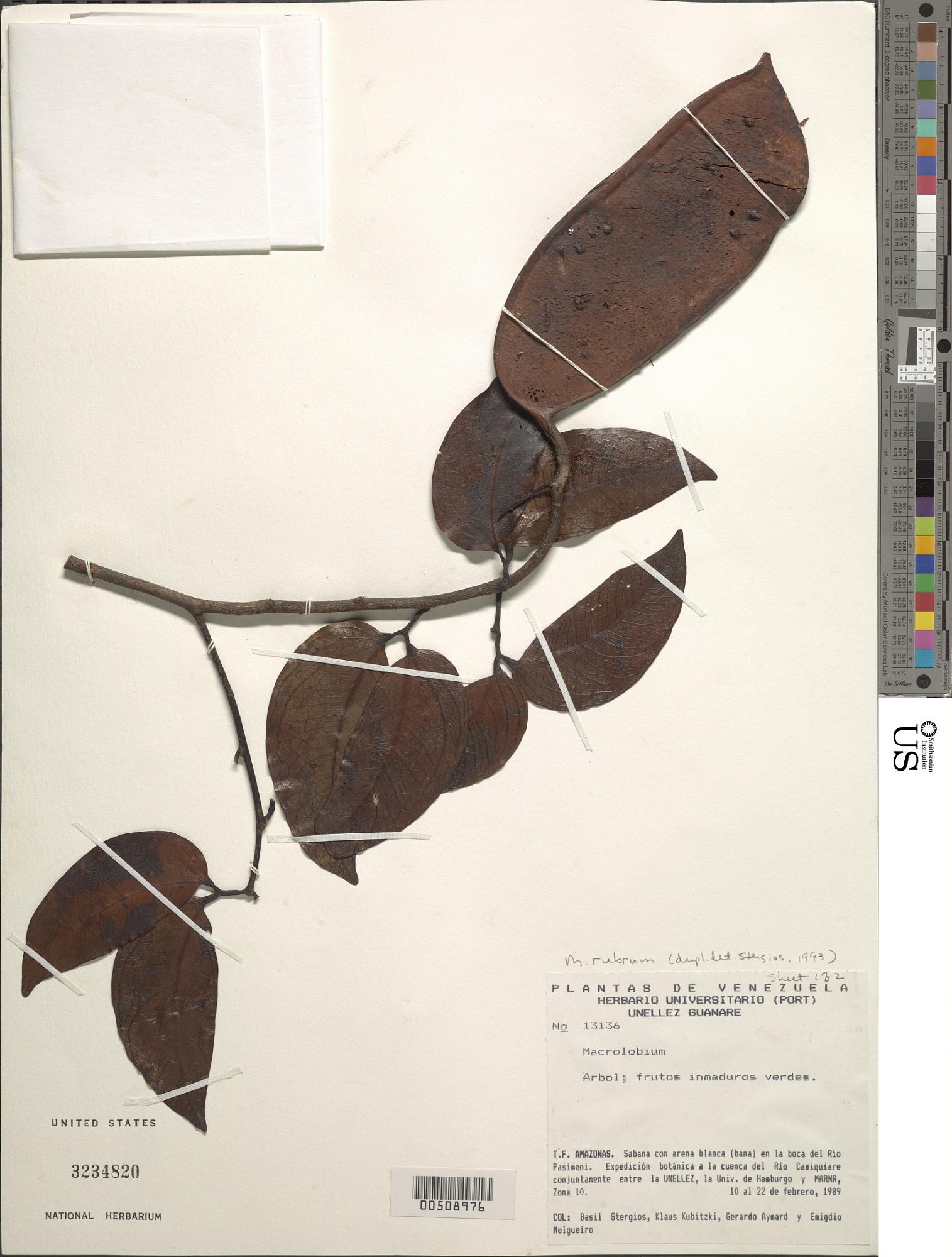 Macrolobium canaliculatum