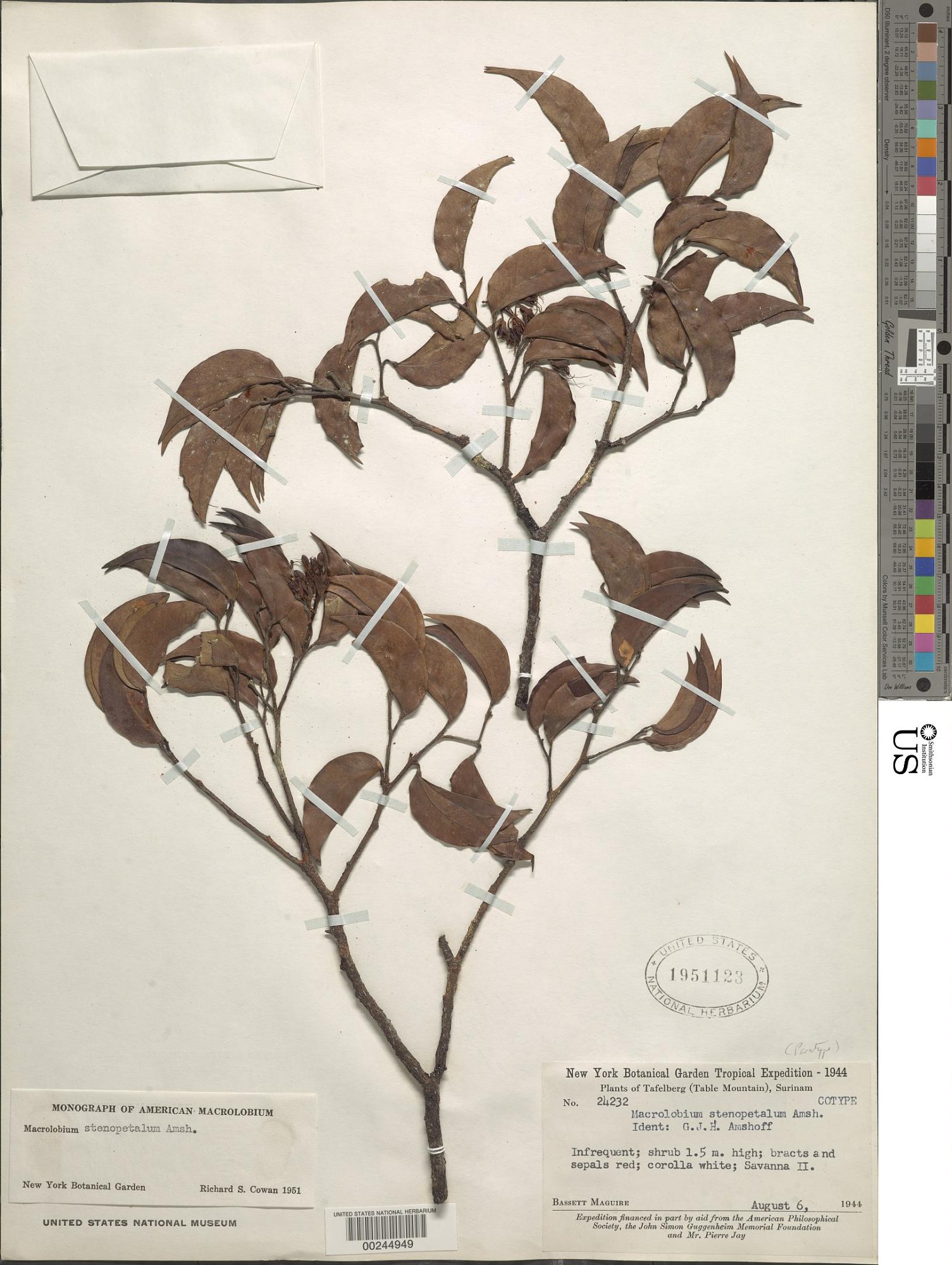 Macrolobium stenopetalum