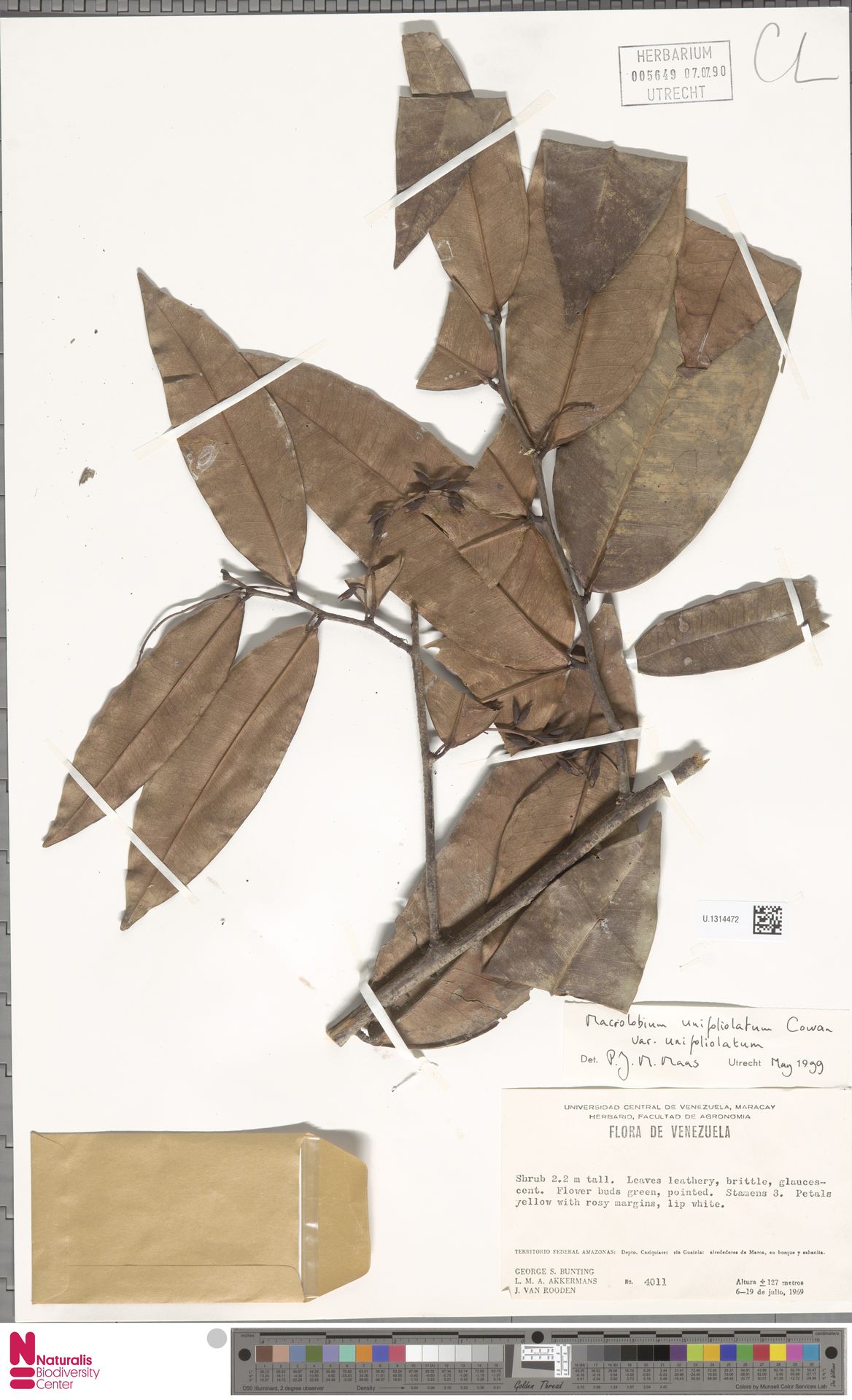 Macrolobium unifoliolatum
